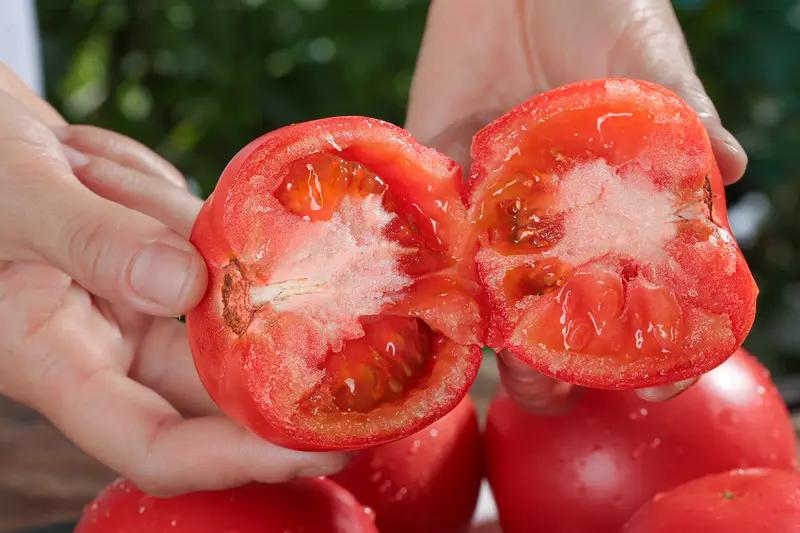 最近西红柿价格简直离谱，都快让人吃不起了！在浙江嘉兴，口感好的番茄7元一斤，月初
