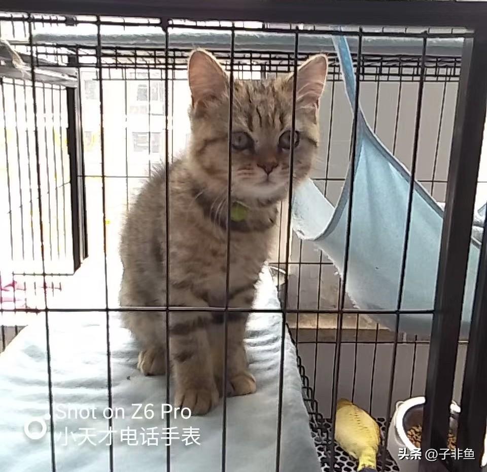 儿子头几天在家的时候，发现对面窗户上蹲着一只大猫，好像是狸花猫，隔那么远我们都很