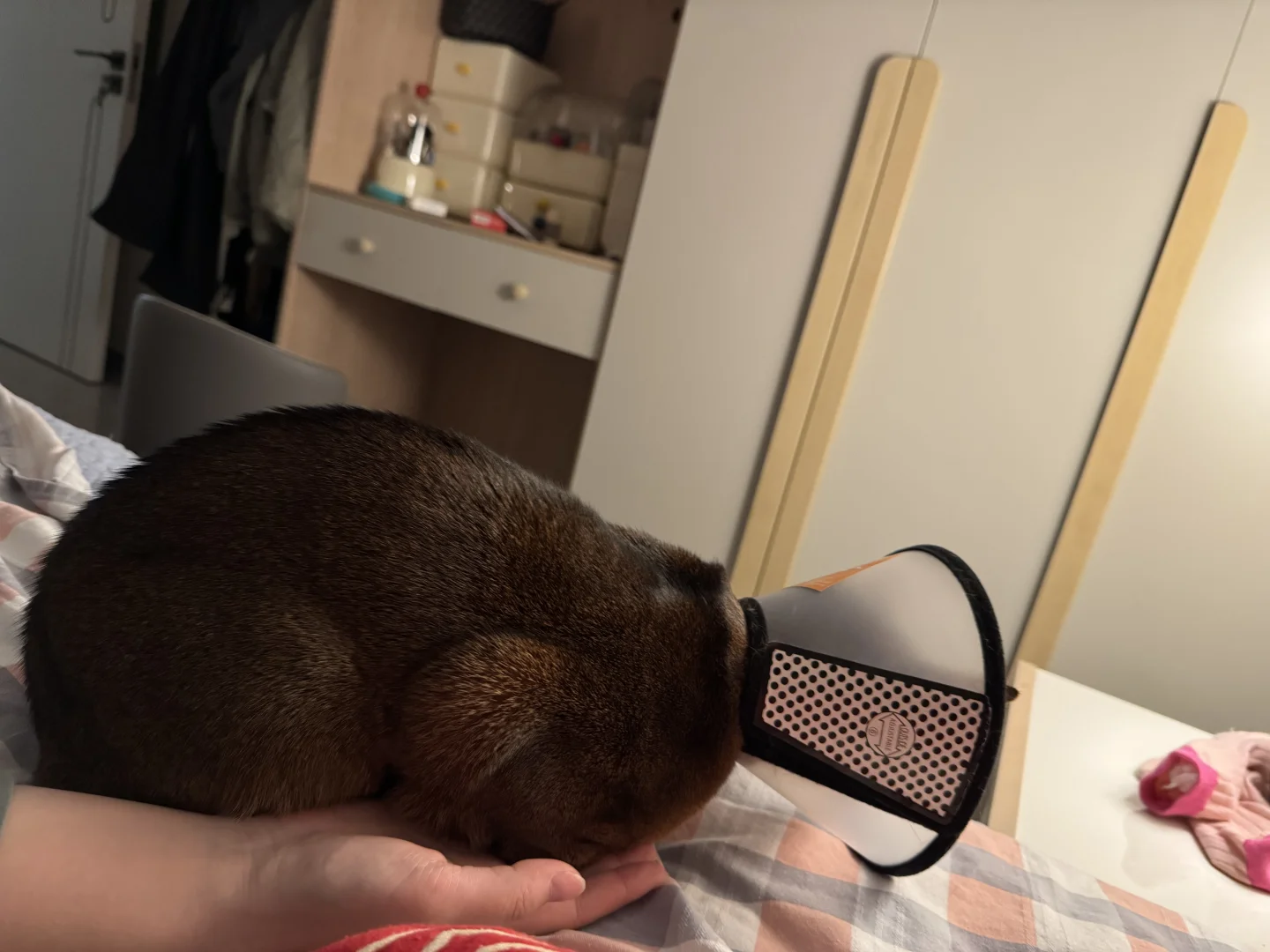 有在认真恢复ing