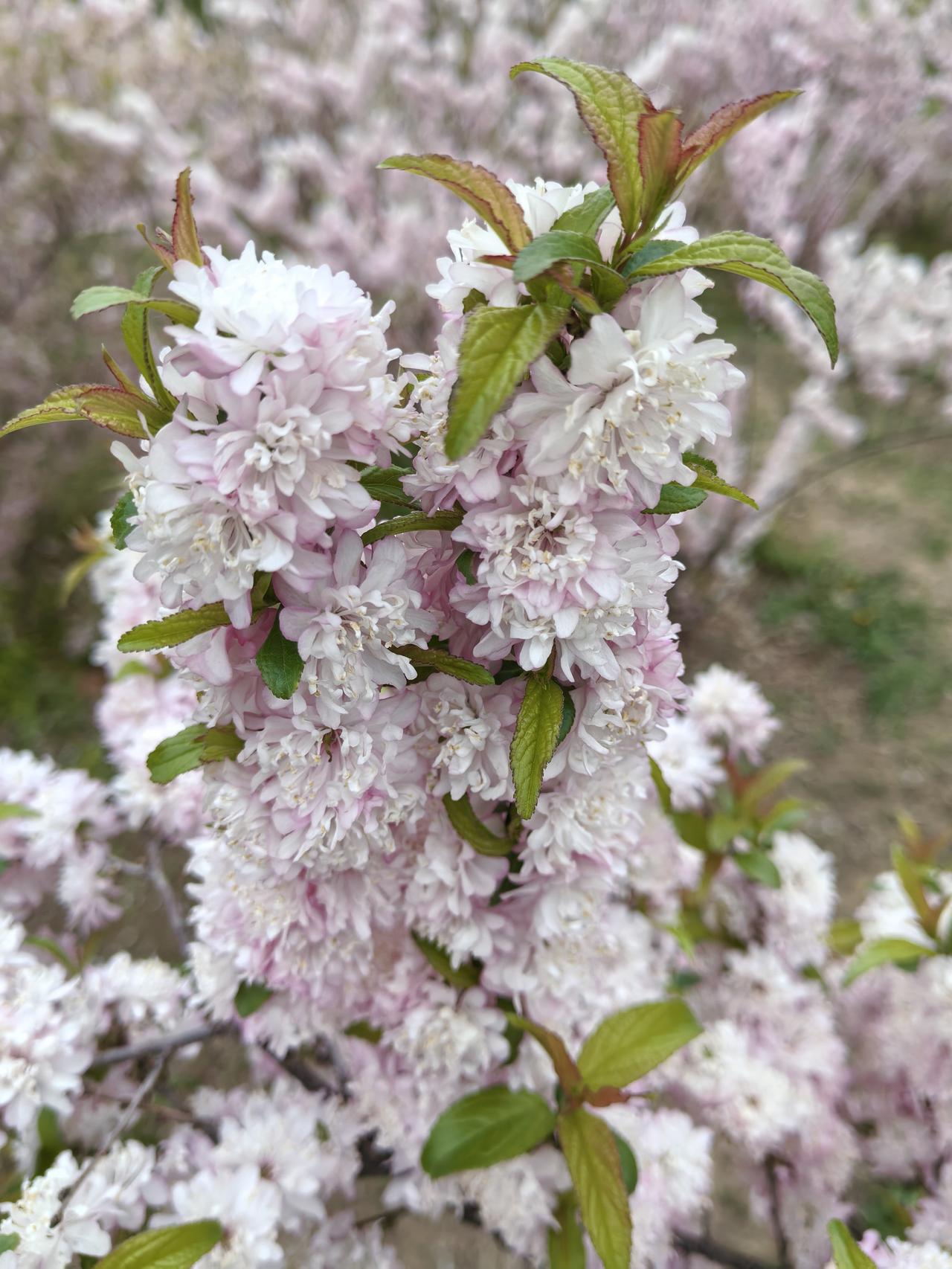 榆叶梅品种丰富，常见单瓣、重瓣等类型，花色从粉红到深红皆有。花朵繁密如绣球，娇艳