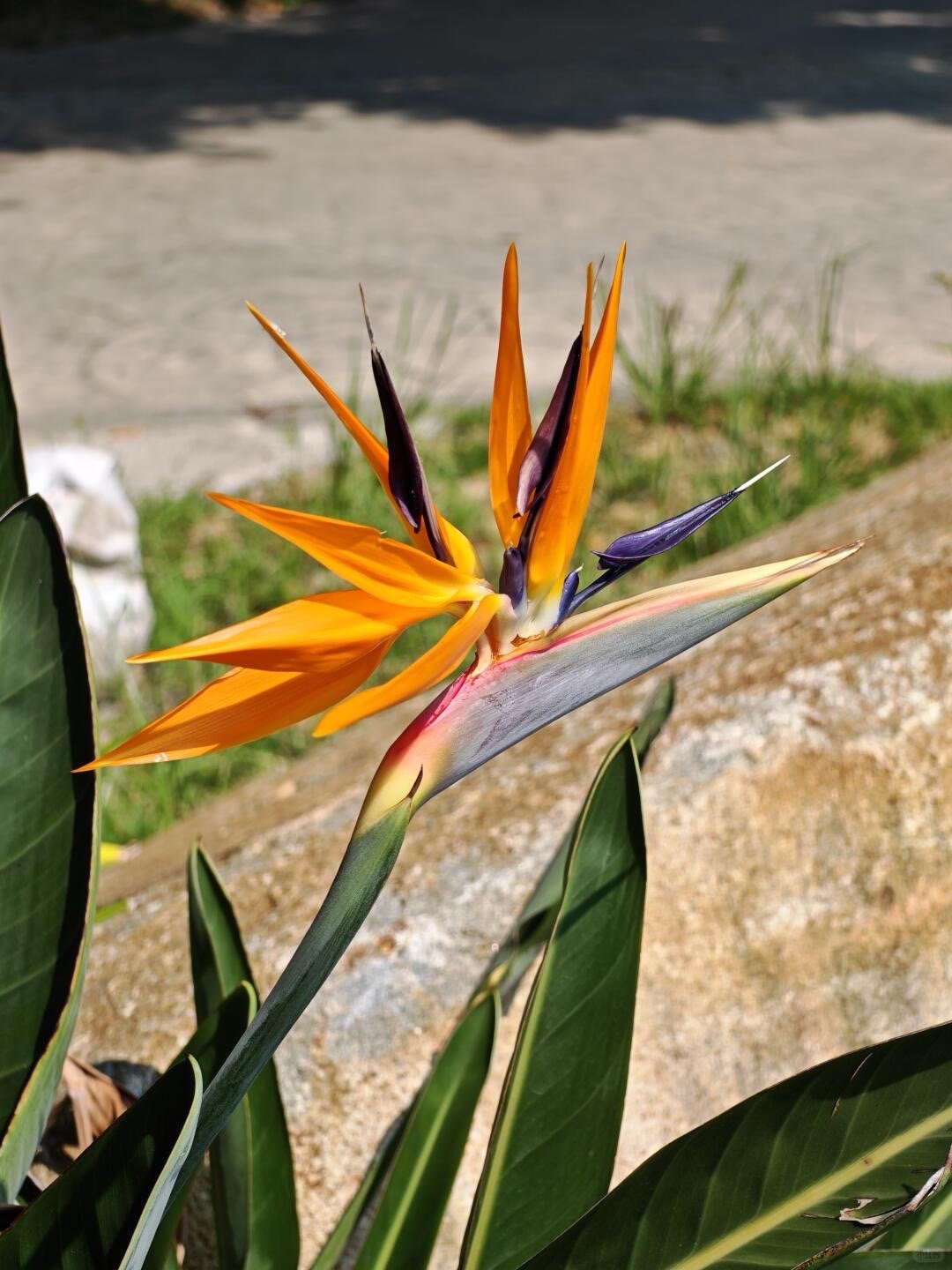原来天堂鸟还会开花 从名字到形态都是跨物种艺术！天堂鸟用鸟类命名，用仙鹤造型绽放