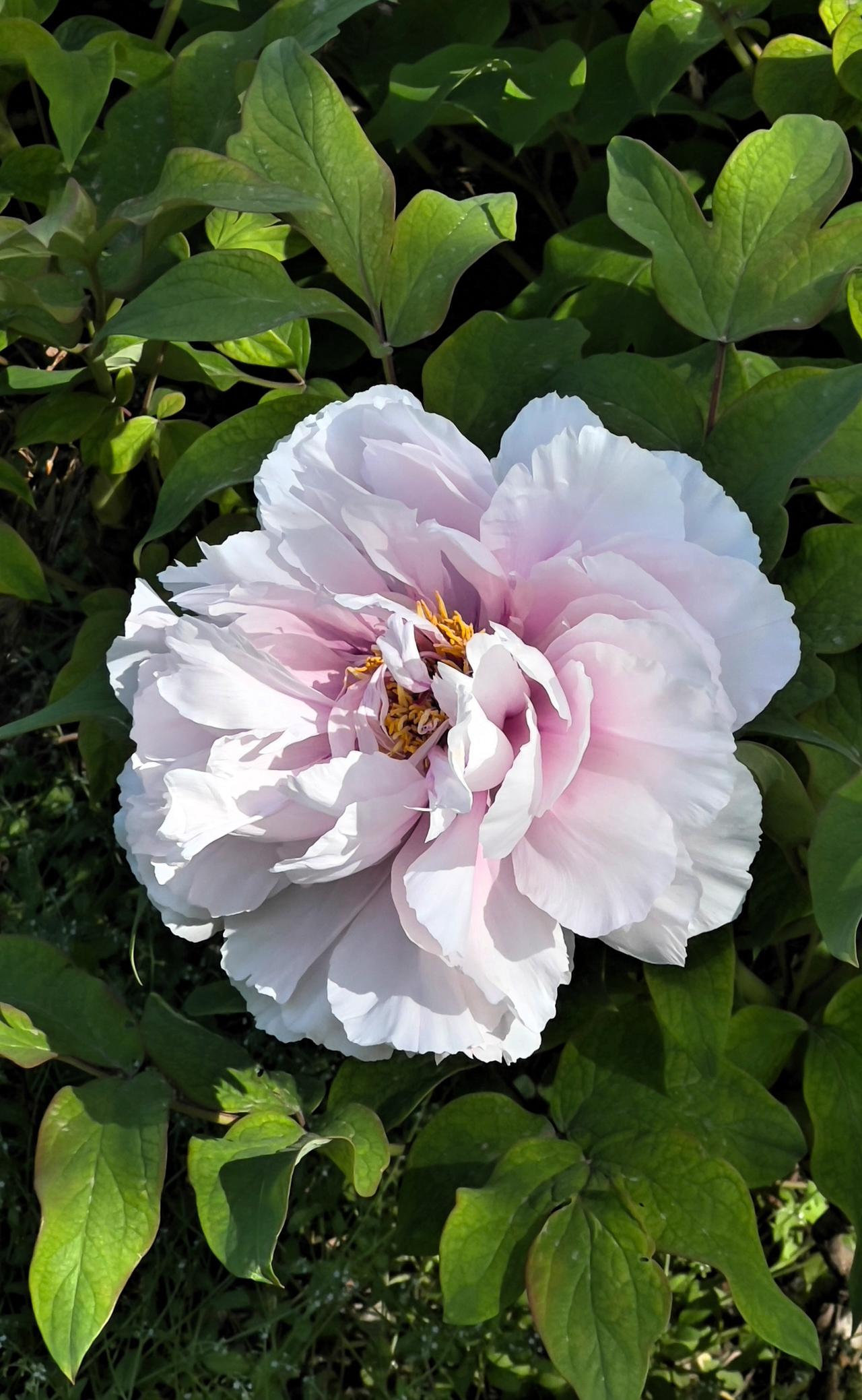 手机上谁有牡丹花图片洁白如玉的牡丹花，在阳光下的美丽绽放。晒图笔记大赛 分享一张