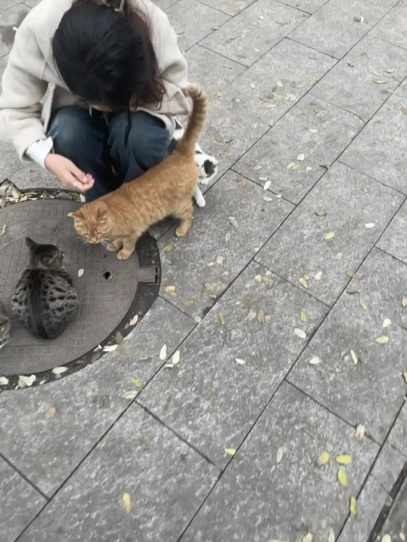 小猫 这个世界不能没有小猫 泥嚎小猫