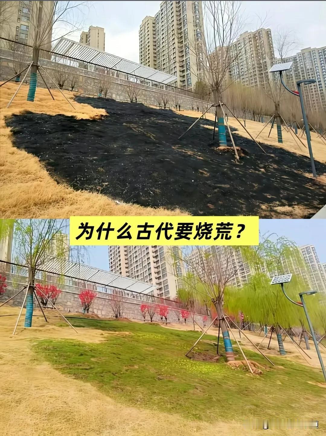 又到了烧秸秆的时节，又到了专家展示专家证的时刻。可农民伯伯是真的希望烧秸秆，谁能