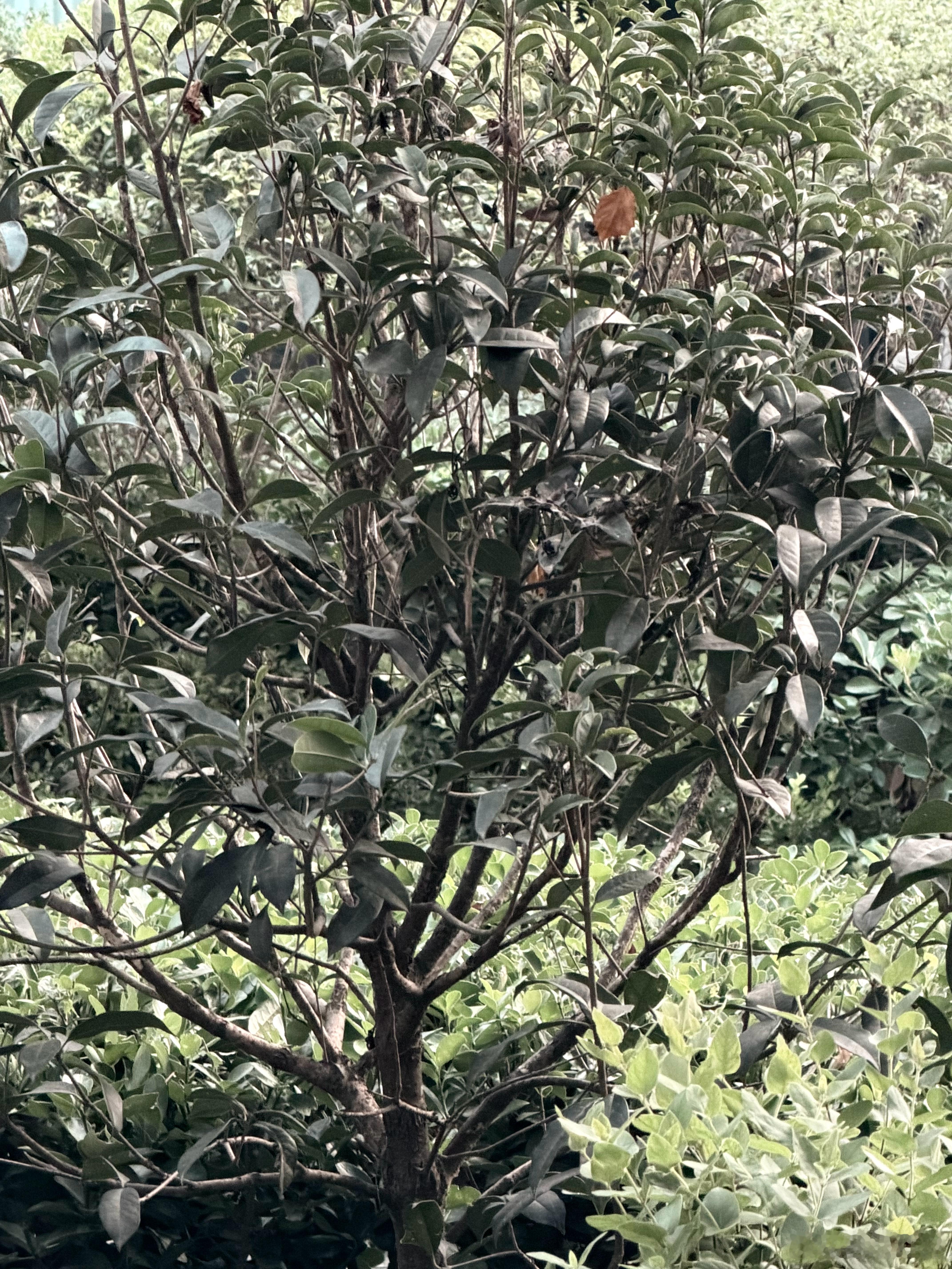 九月，给自己养了几株花[笑脸] ​​​