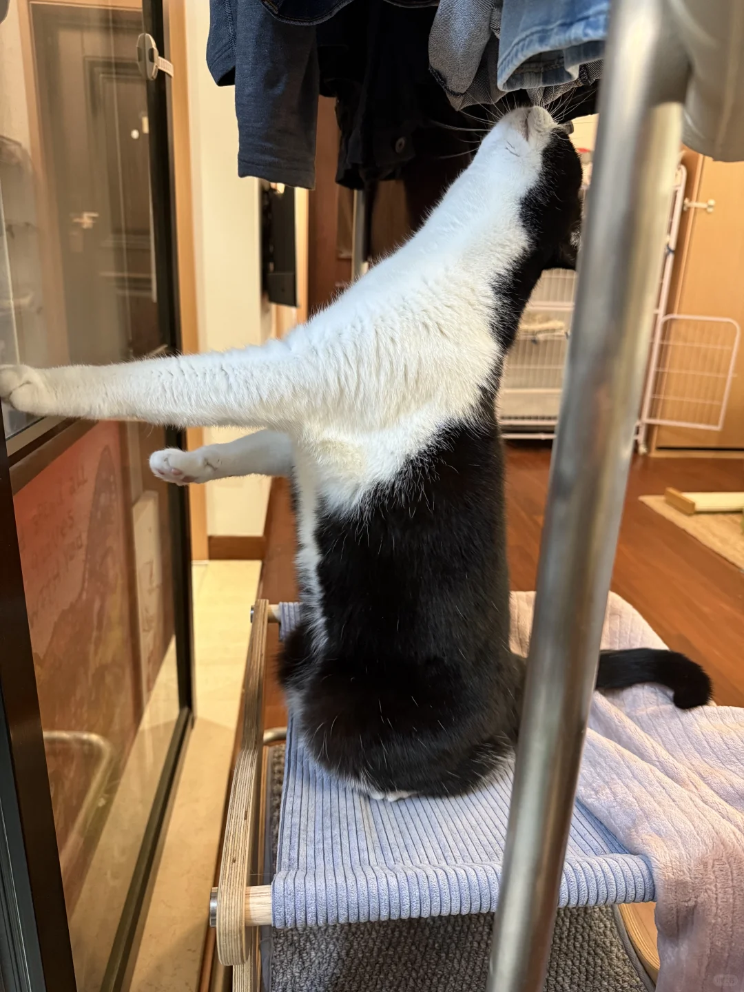 家里出现长脖怪