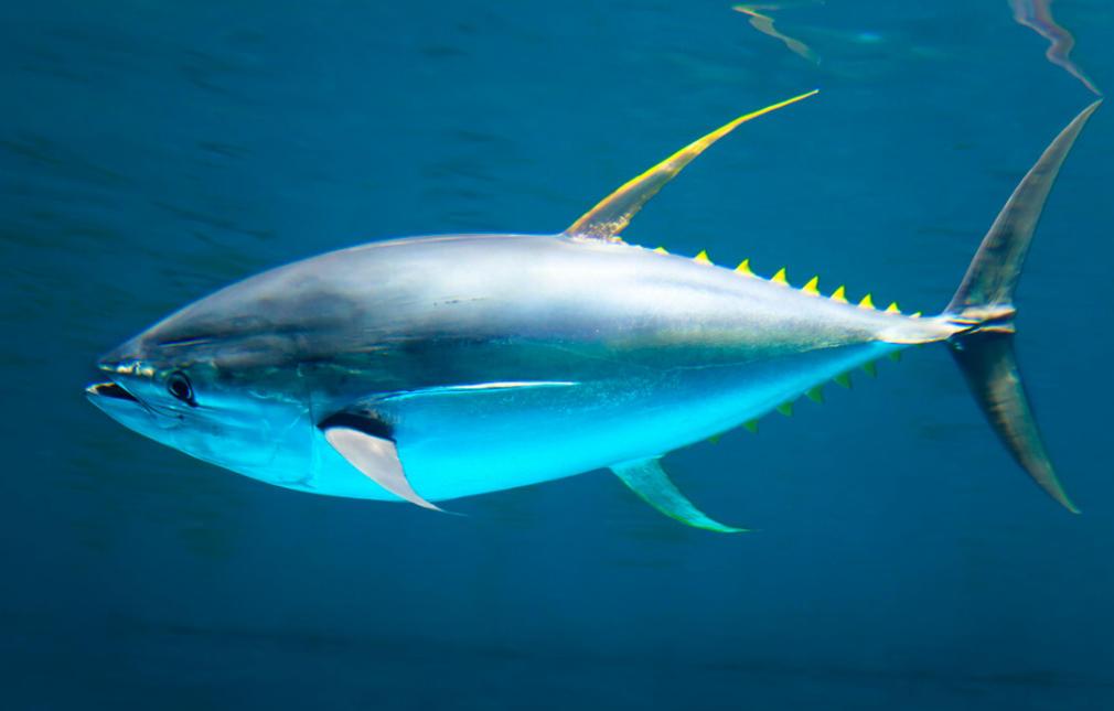 金枪鱼一生都在游泳，一小时狂飙80公里，因为它一停下来，就等同于结束了自己的生命