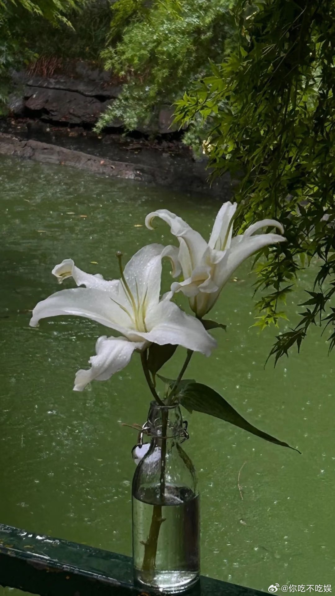 背景图𝐒𝐡𝐚𝐫𝐞 ｜聊天背景｜手机壁纸｜全面屏壁纸｜万能聊天背景图｜优