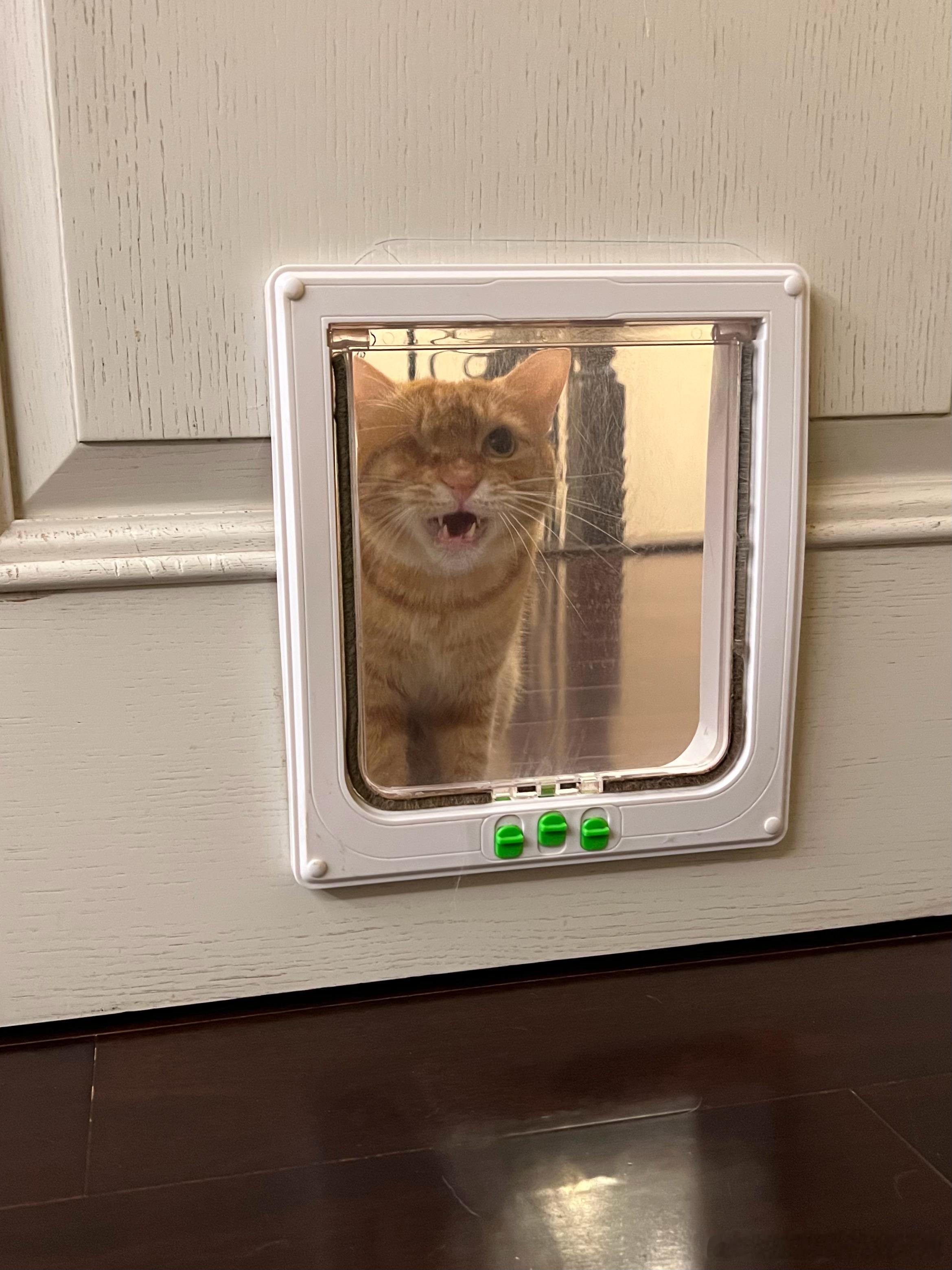 我就睡会午觉，是屋外小猫也来叫我，室外小猫来也叫我，吵死了！橘仔是叫我出去跟他玩