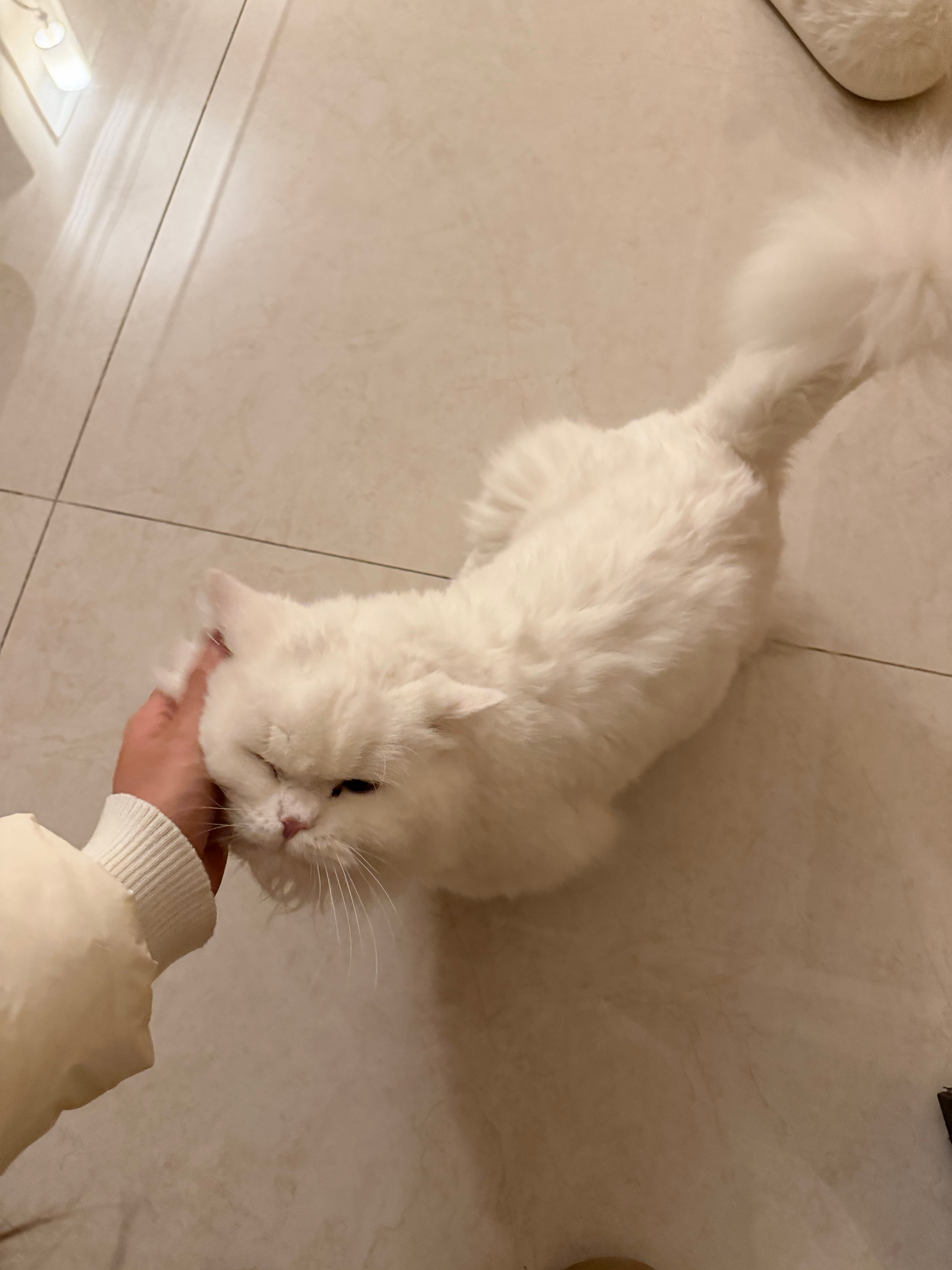 回家有小猫来接 这幸福感谁懂啊derder给哥哥姐姐表演个蹬腿儿～ 