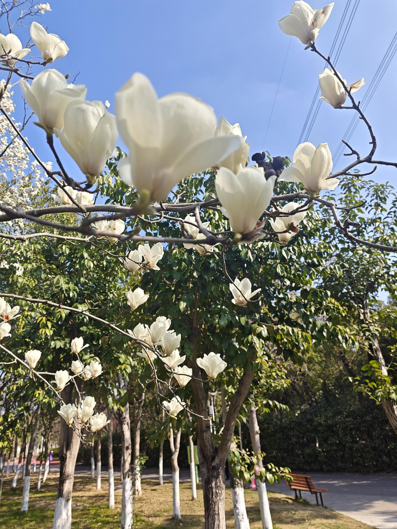 十六字令 · 春景，六阕
 
          花
花。
竞放枝头吐艳华。
薰