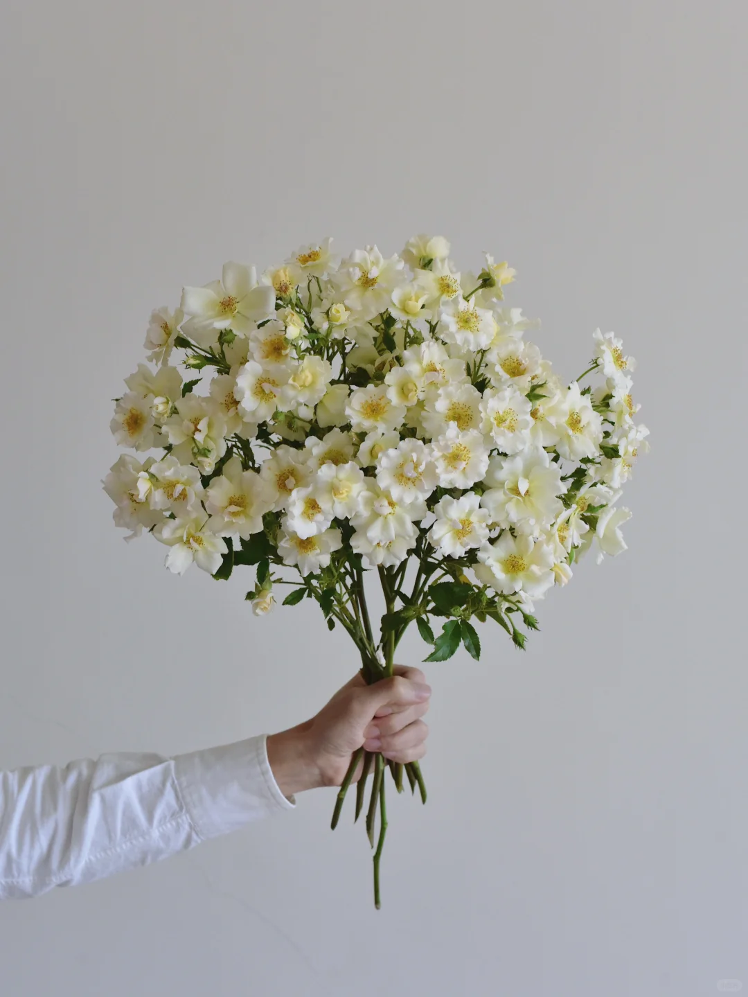 三木谷玫瑰庄园·画师玛丽