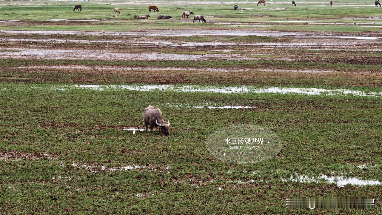 站在启东东部海堤上，风里同时裹着海的咸润与草的清甜，眼前是国内少见的海上草原盛景