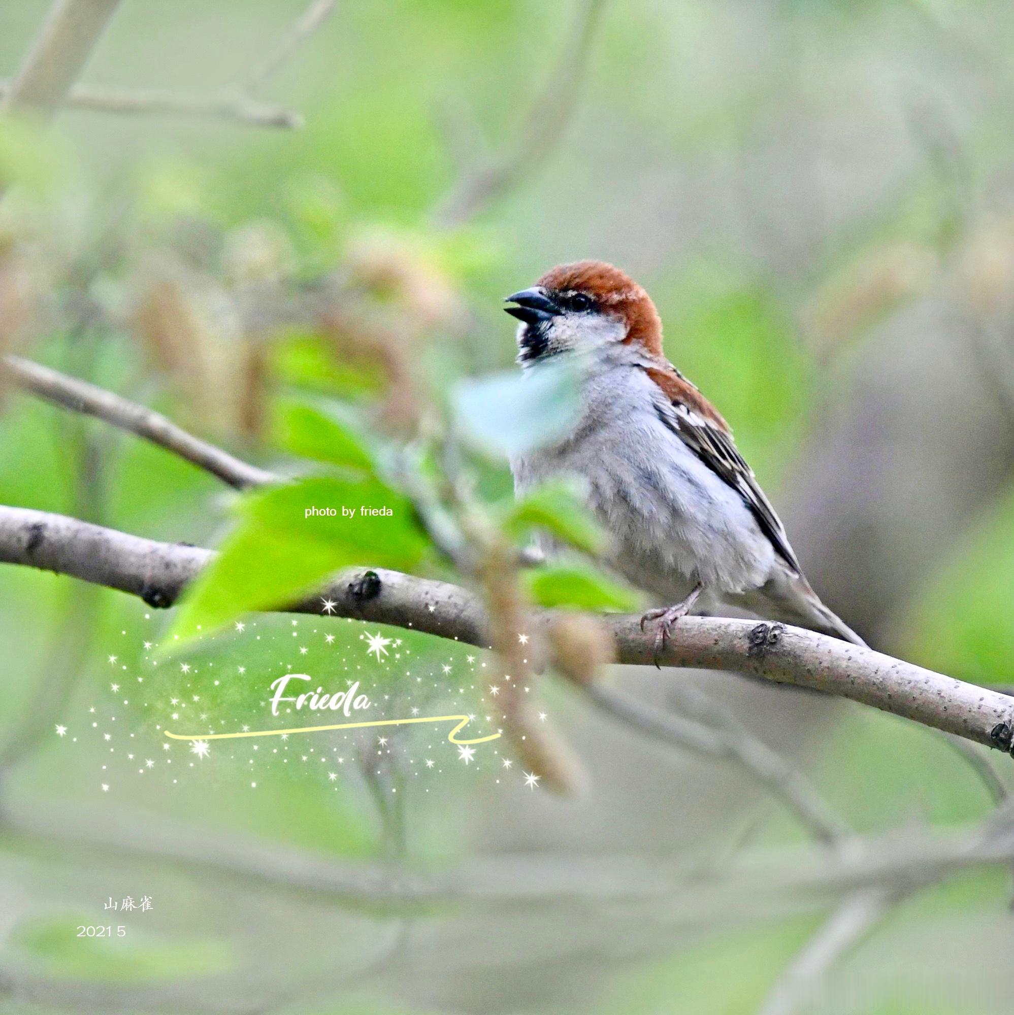 早上好！山麻雀 Russet Sparrow 
