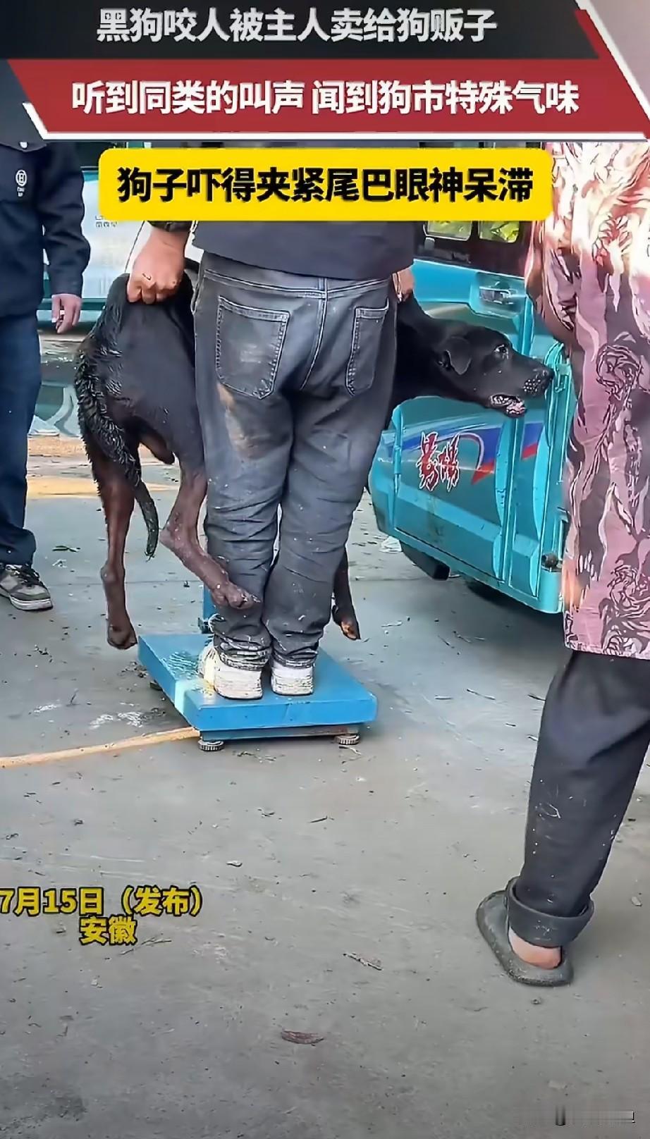 你见过被吓到灵魂出窍的狗吗？安徽这只黑狗，在狗市里彻底绝望了。7月15号，就因为