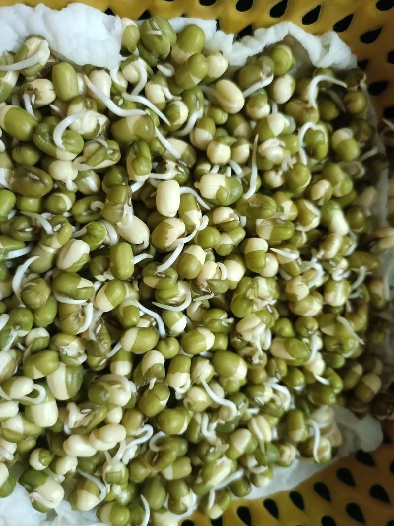 桃李诗社咏绿豆芽 文/怡心人清简咏物风小小芽尖玉作肌，清姿不与百花期。平生未染尘