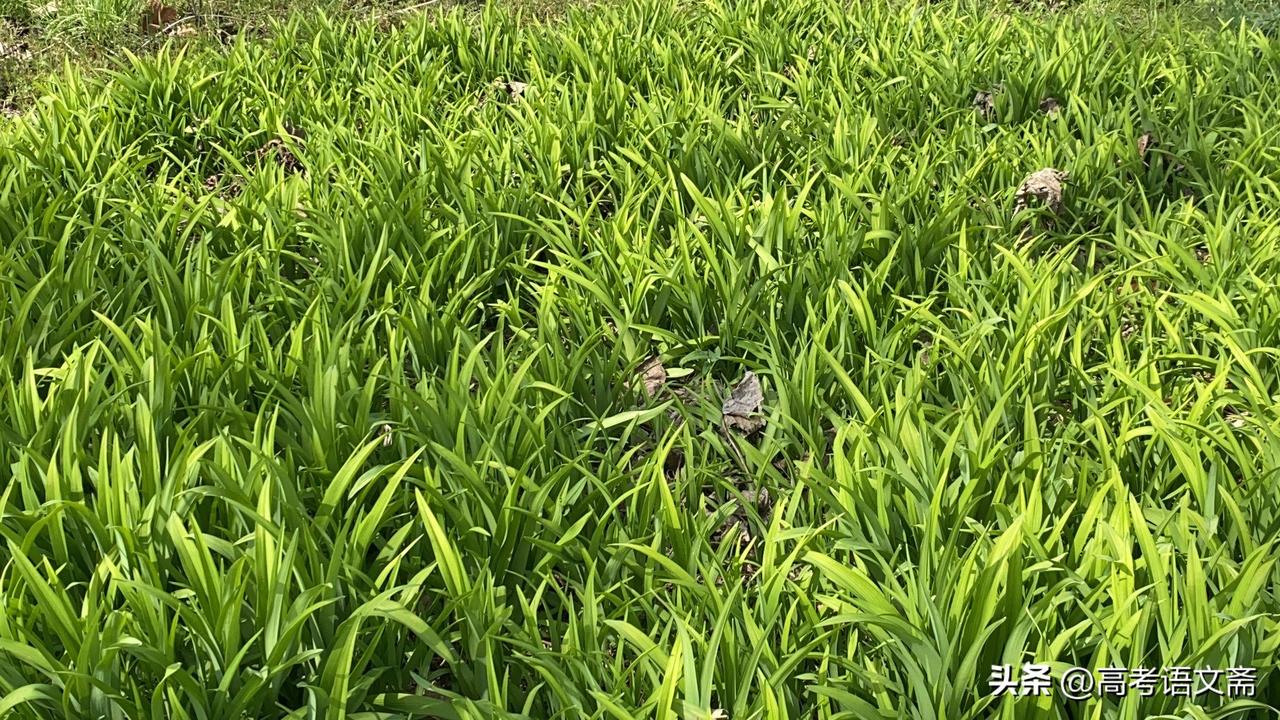 晒图笔记大赛生机勃勃的绿色田野，自然之美尽收眼底！🌿🌿🌿