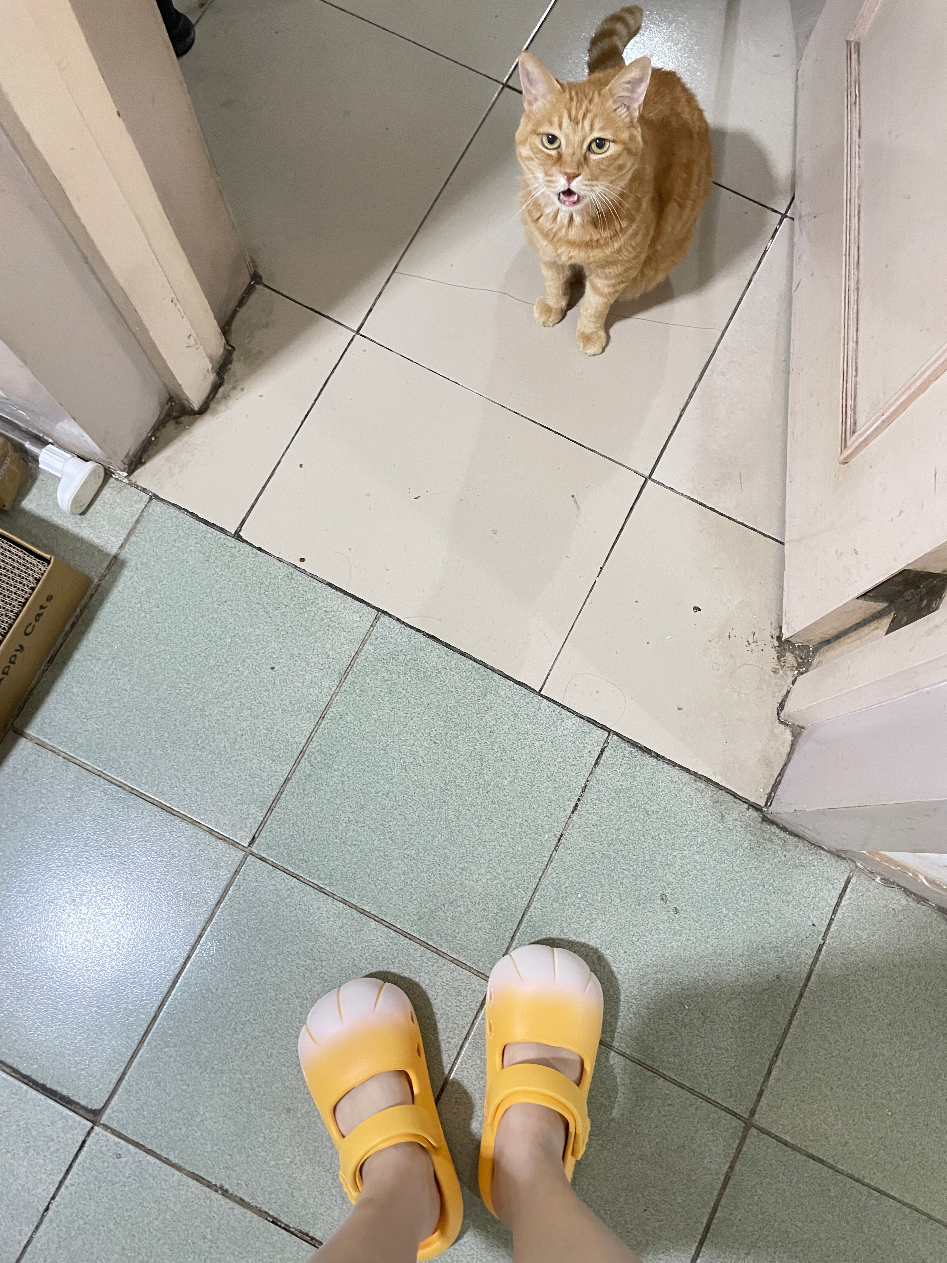 干嘛呀好久不见我们泡🐱 