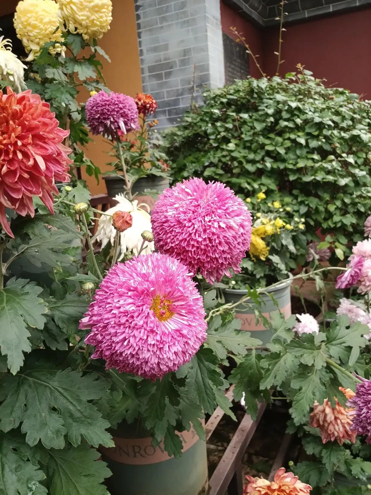 昆明的各方面天，这个是什么花？
感觉昆明养花真的是好养，这里也有亚洲第一，全球第