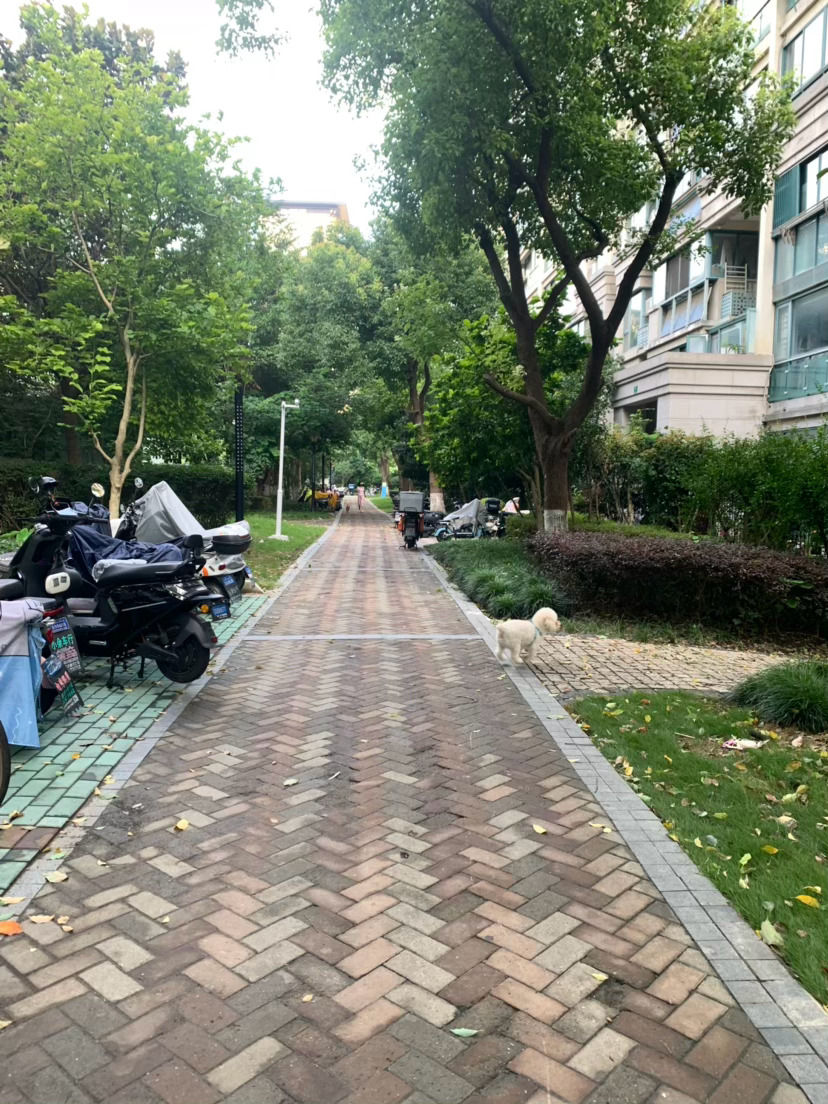 天气晴好，大家都出来了。出电梯就遇到了小灰宝和他爸爸，今天没吵架。好几天没见的旺