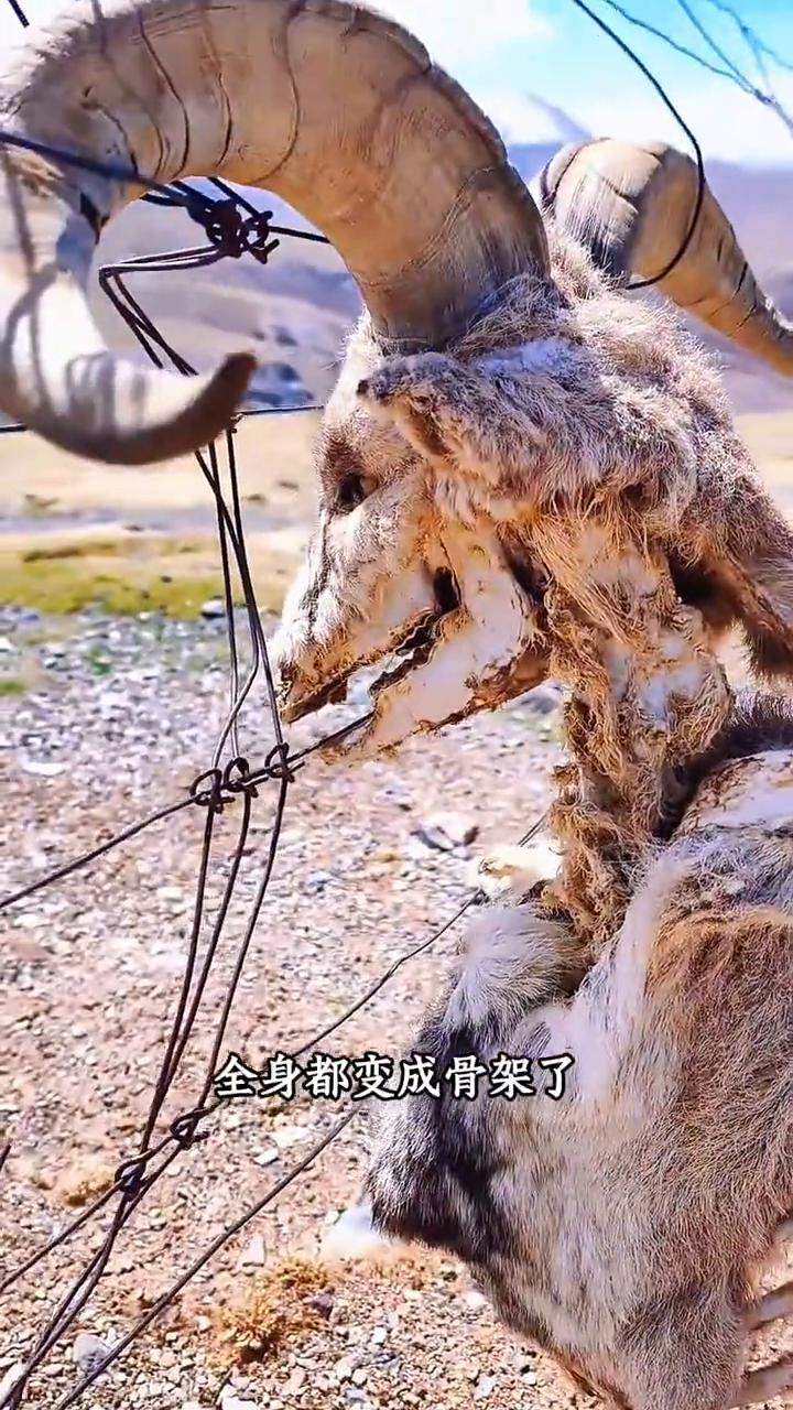 ·这种情况还有救吗？这是一只卡在铁丝网上的藏羚羊，由于长时间无法挣脱，全身都变成