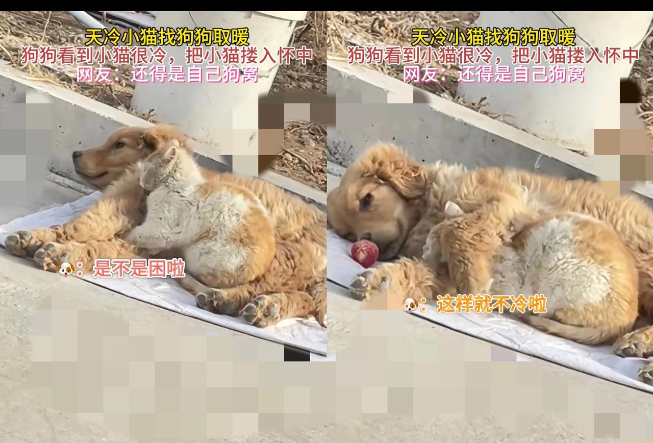 别再只夸狗狗暖心了！
        天冷时小猫钻进狗怀里取暖的画面，根本不是巧