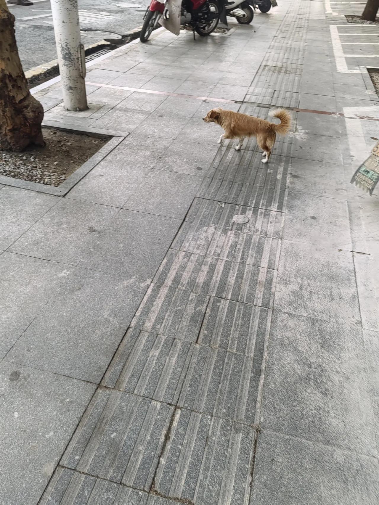 今天买东西途中，偶遇一只黄狗，看着他可爱的模样，我把它拍下来了，他还算配合。