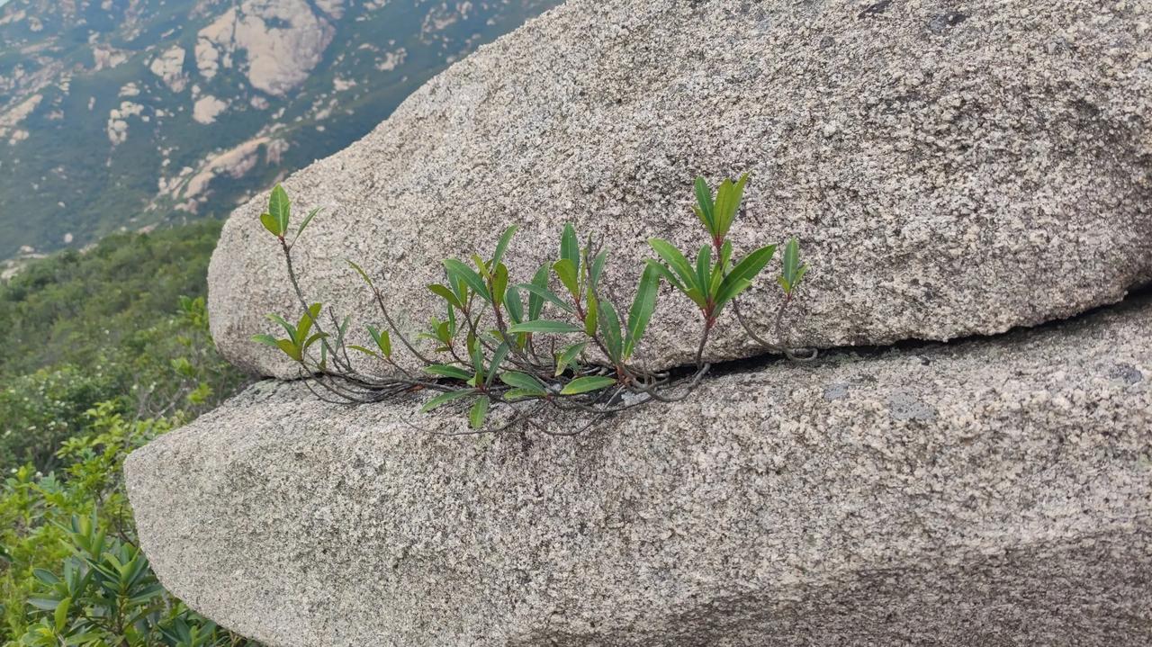 巨石缝中长着的绿植，觉得奇特有趣吗
