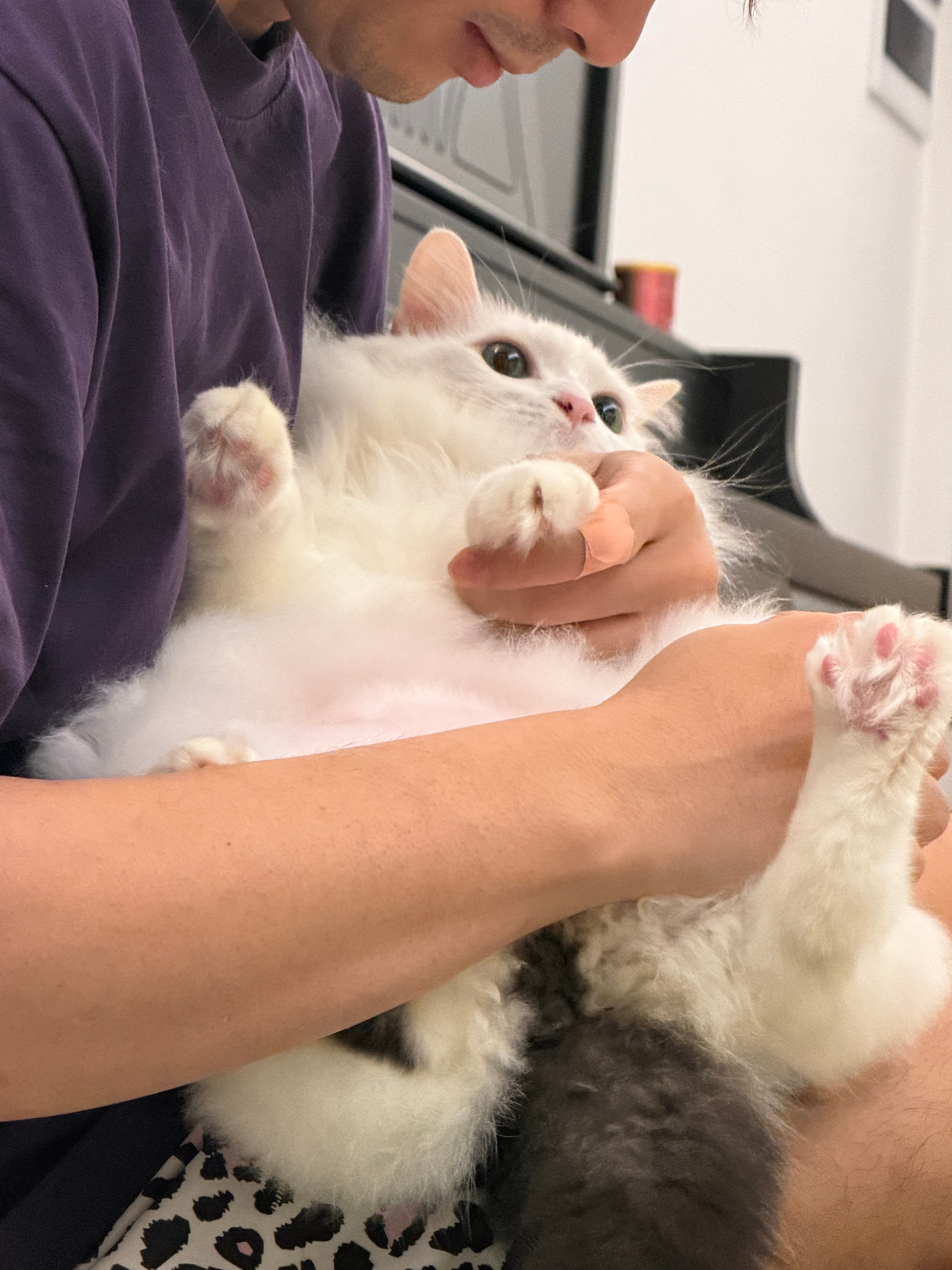 小嫩猫呢～咪包奇