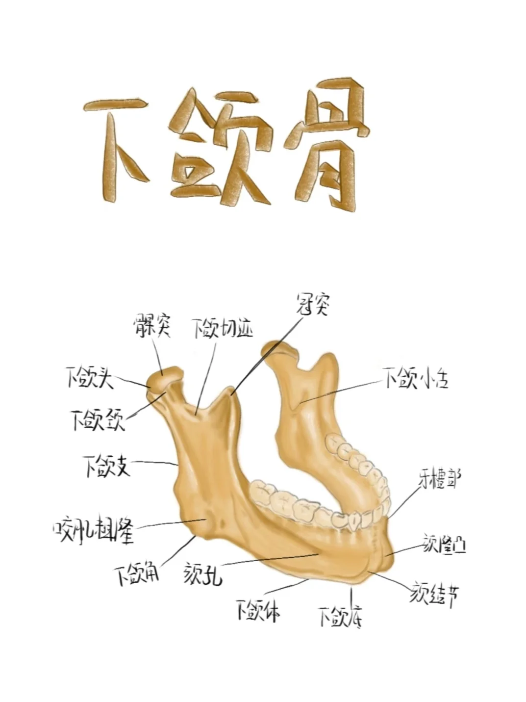 医学生笔记-下颌骨