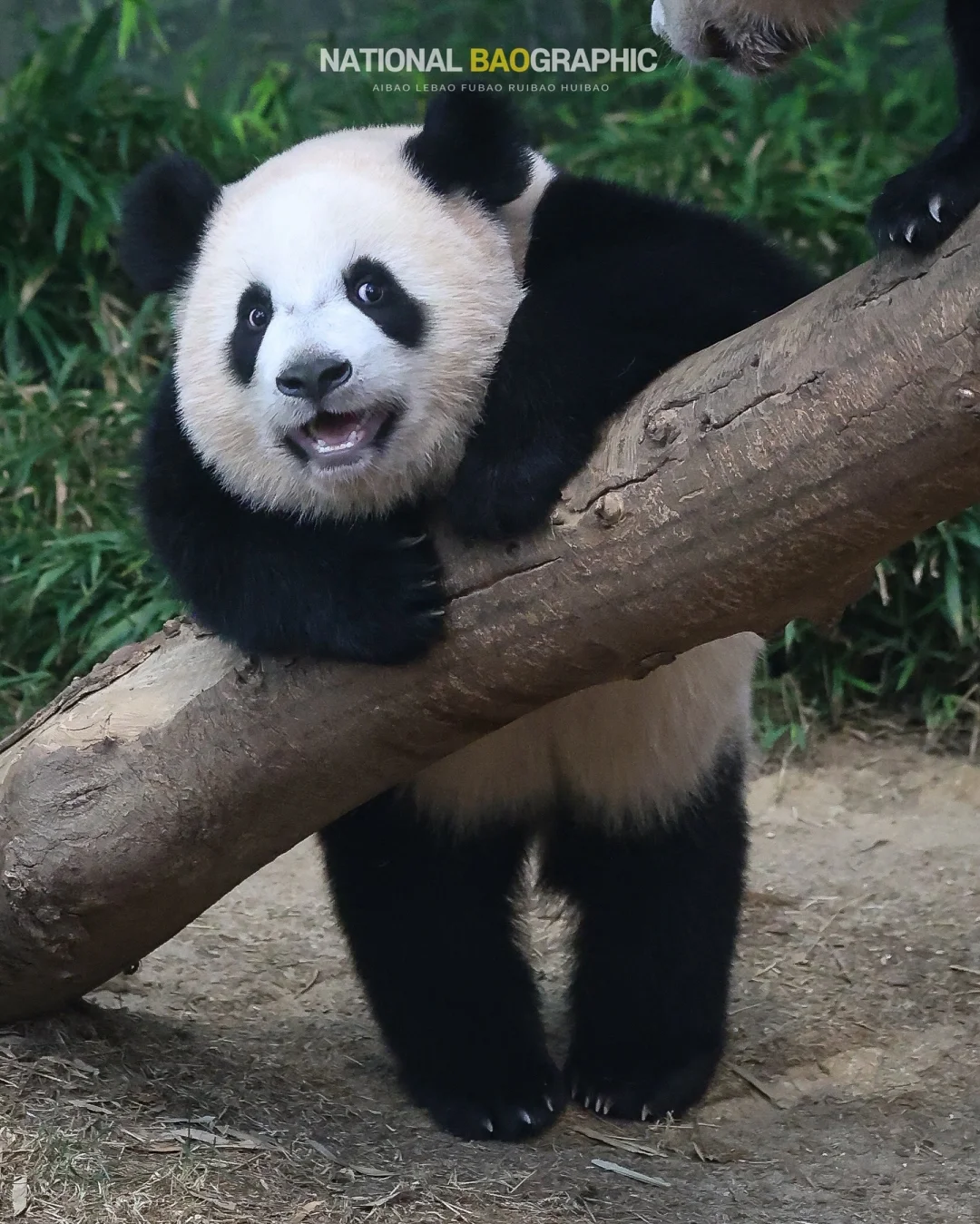 睿睿每天都在感叹妈妈爱宝的美貌👧