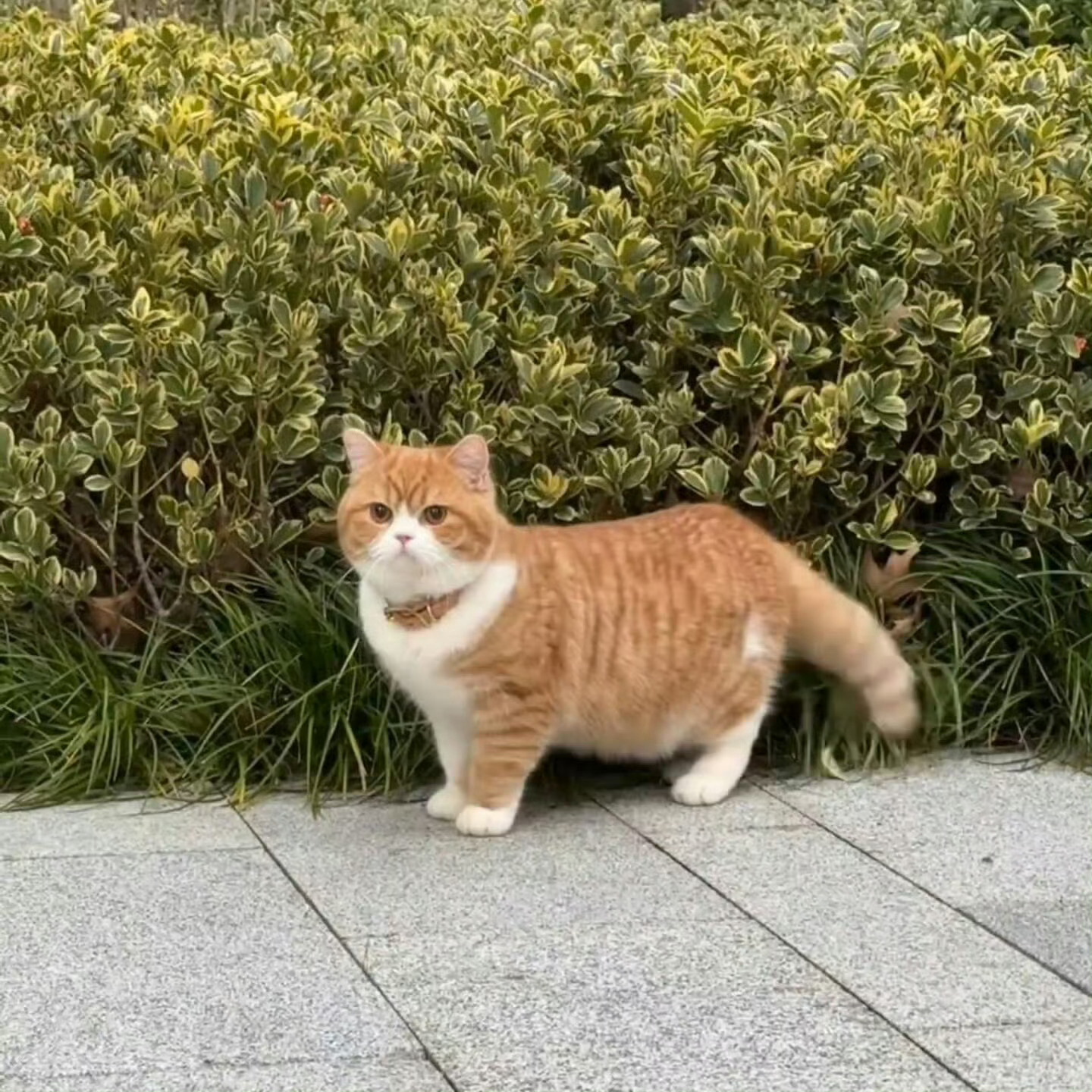 情侣头像