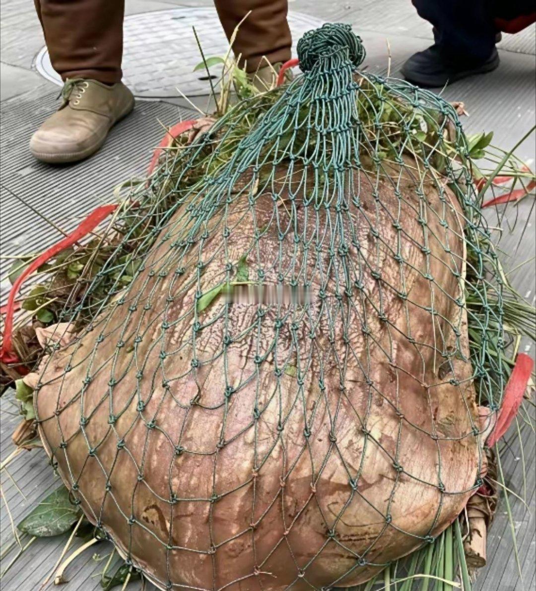 这个鳖王，路边商贩居然要价300，会不会太亏了？ 