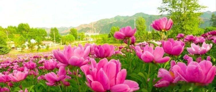 【晨曲】《早安，晨曲！4月23日 三月初七 星期四快乐！》有事搜一搜，没事看一看