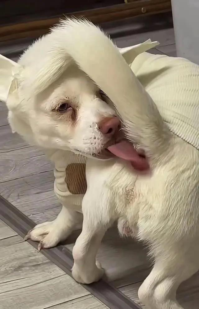 不栓绳的根本原因是现在人文明了不随便大小便了，如果人不文明满街拉屎，那狗就会栓绳