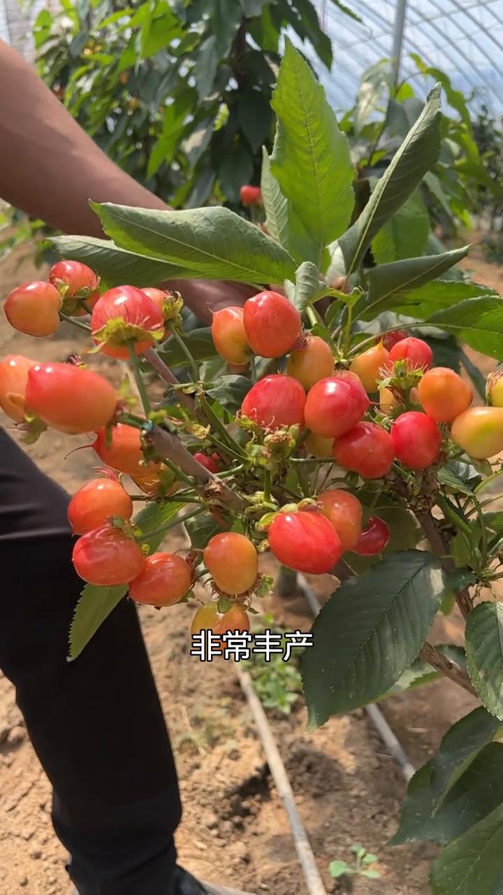 真实测评鲁樱7号结果表现。
成熟期基本上与齐早一致的早熟大樱桃品种，这个被称为短