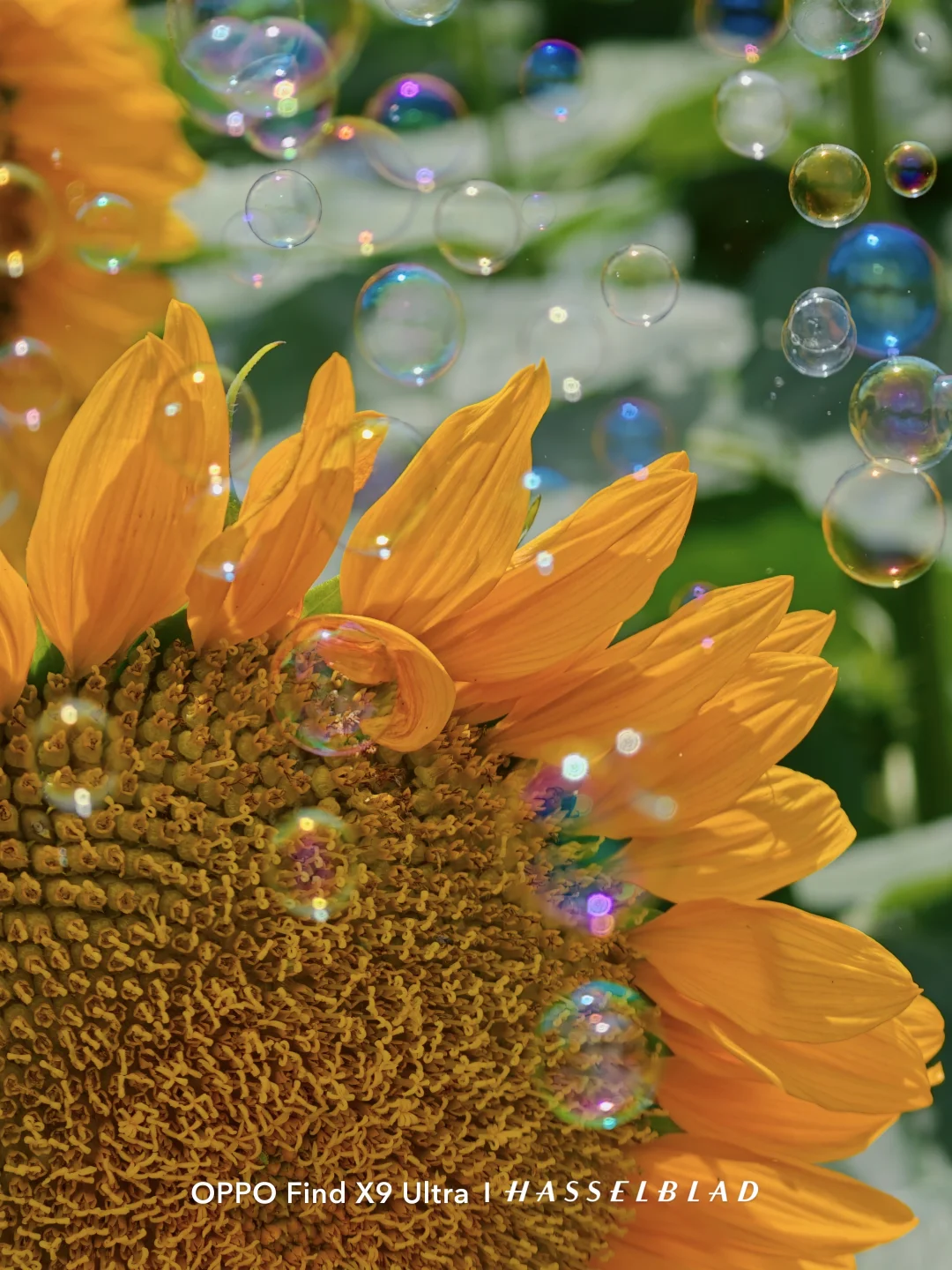 交换一张向日葵吧~🌻奥森向日葵花海