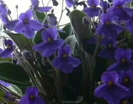 分享一张你相册里的花草照片随手拍～