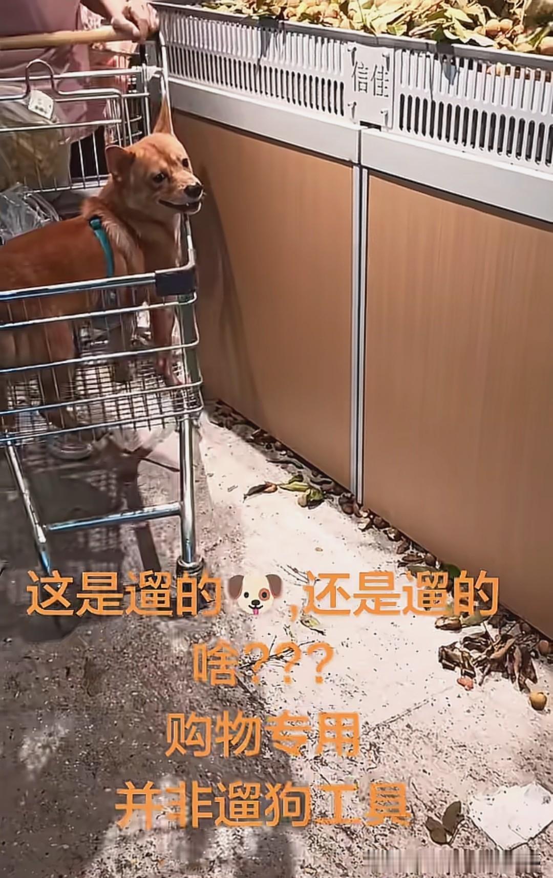 广东三乡一家新店，才没开张几天，就被网友拍到了狗上购物车的一幕，就没人制止一下吗