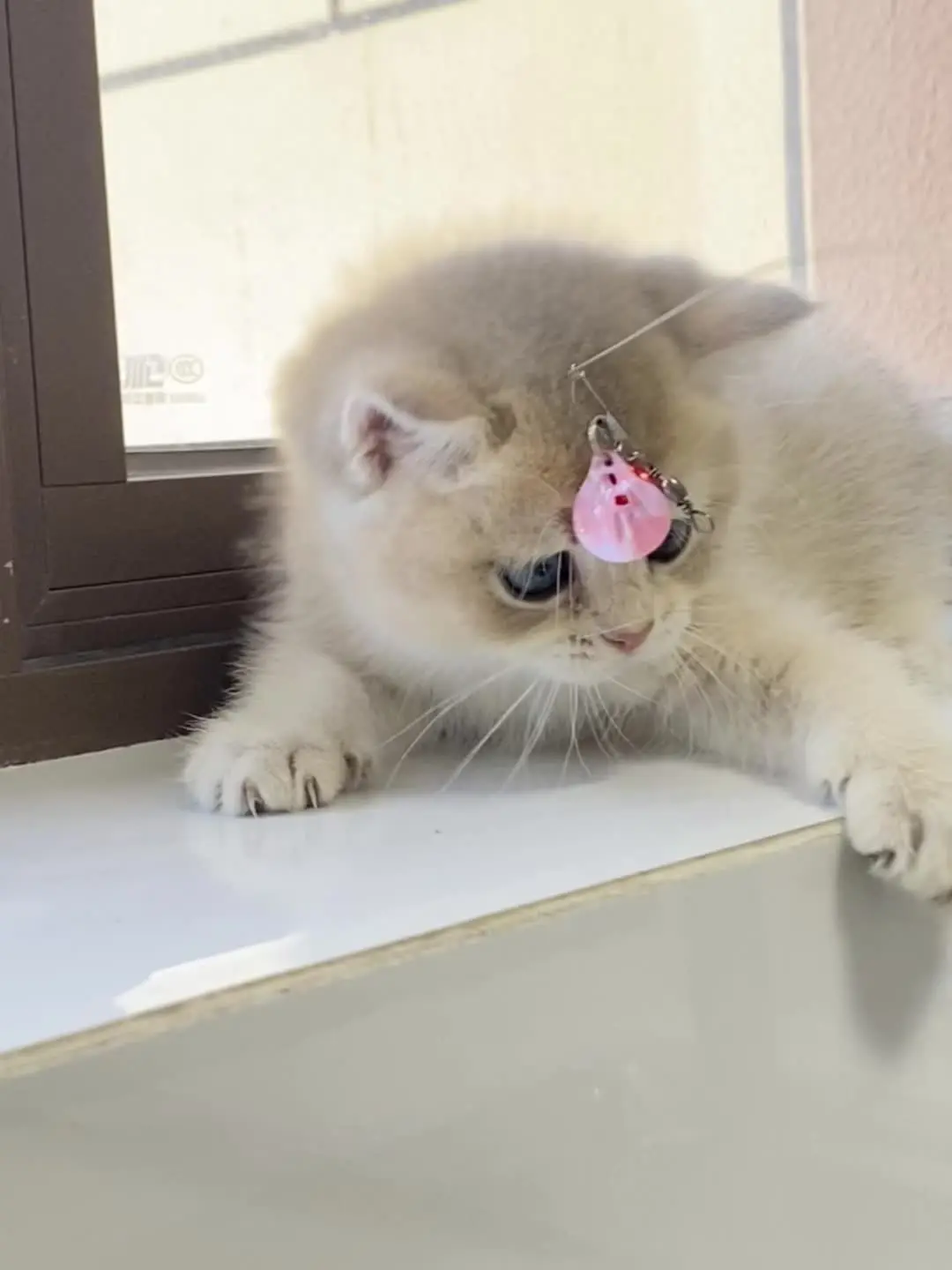 谁能拒绝傻憨憨的小猫咪