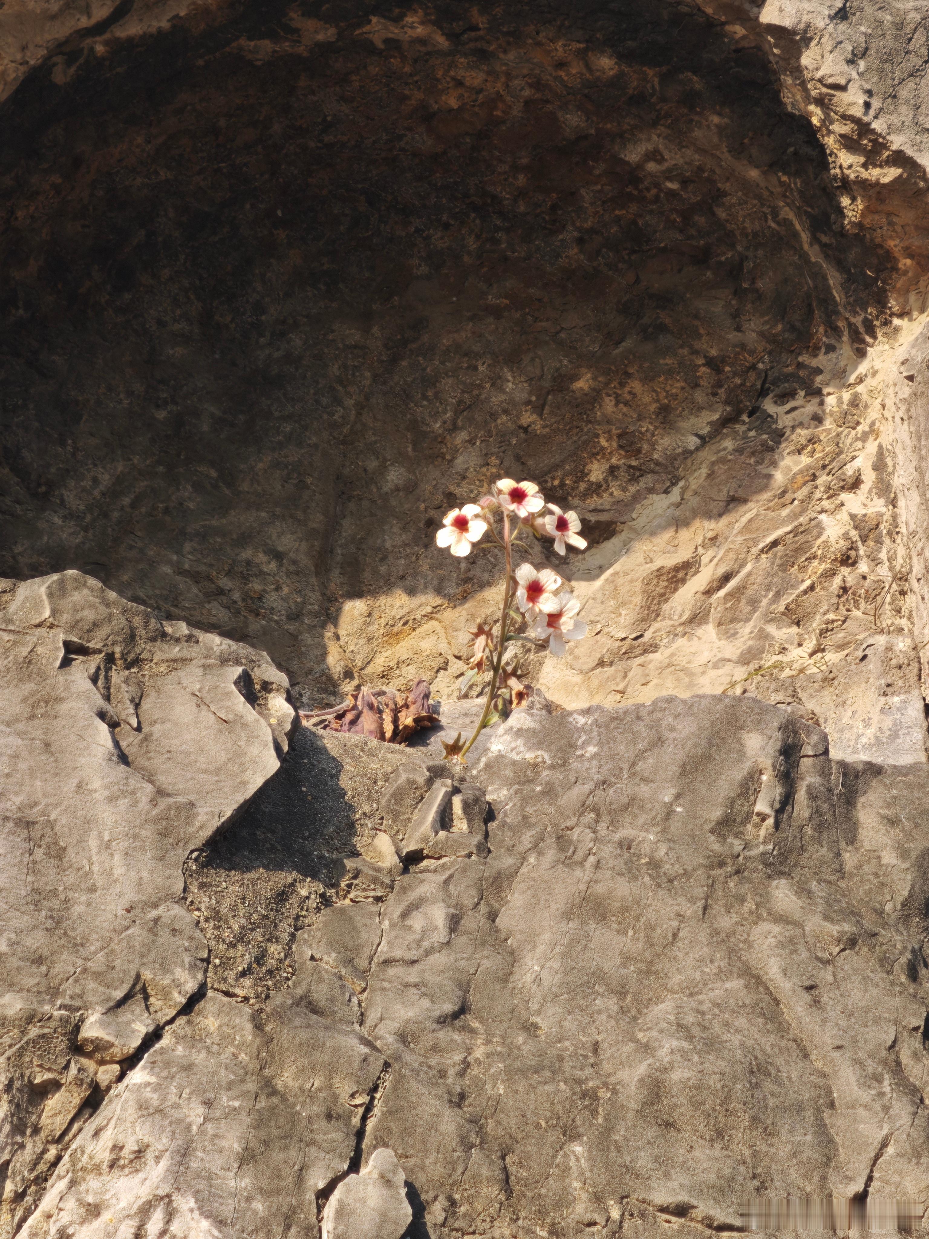 龙门石窟很火的那个小花
