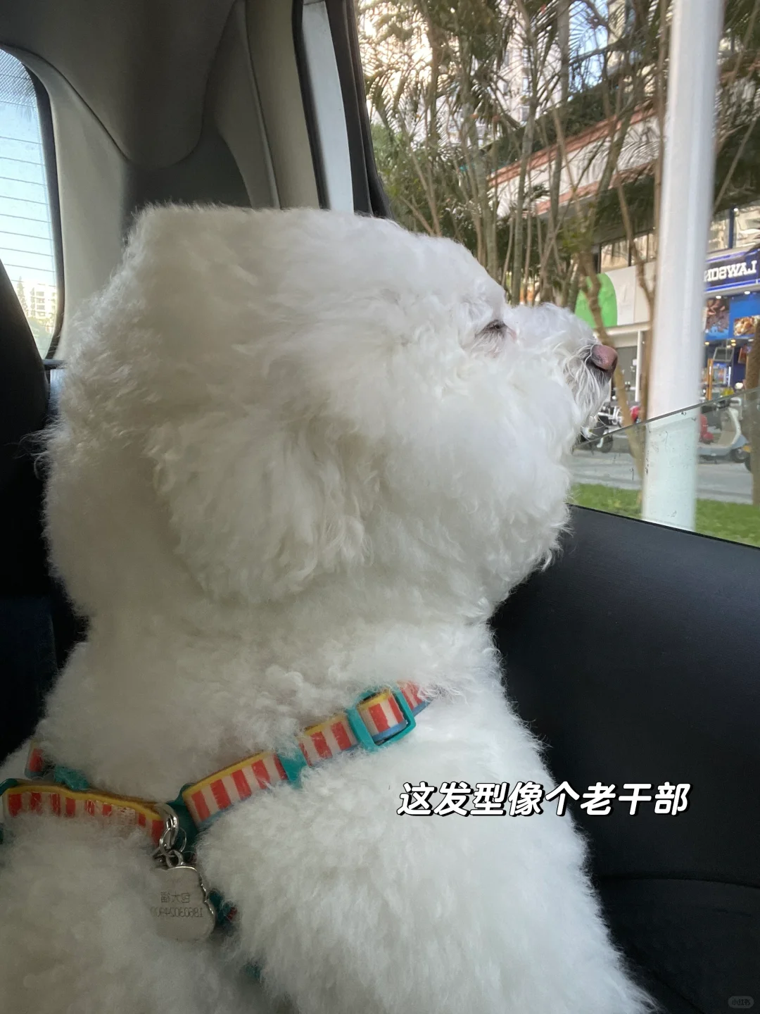 勇敢的小狗先享受世界(´͈ᵕ`͈)◞♡