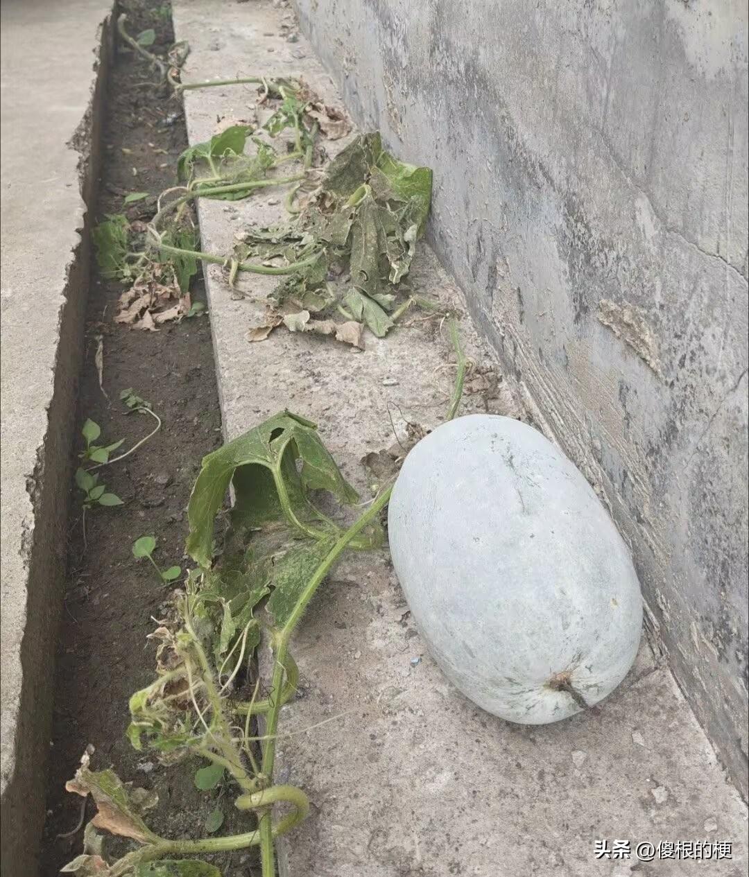 我们总在抱怨周遭环境欠佳，懊恼没能降生在沃土，感慨手头资源稀缺。
可这株瓜藤分明