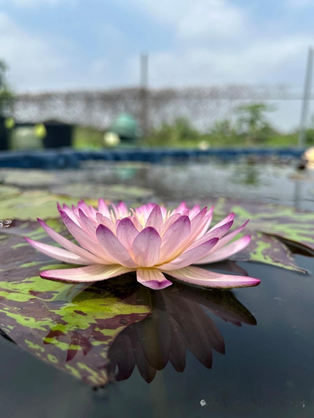 分享一张你喜欢的花的照片