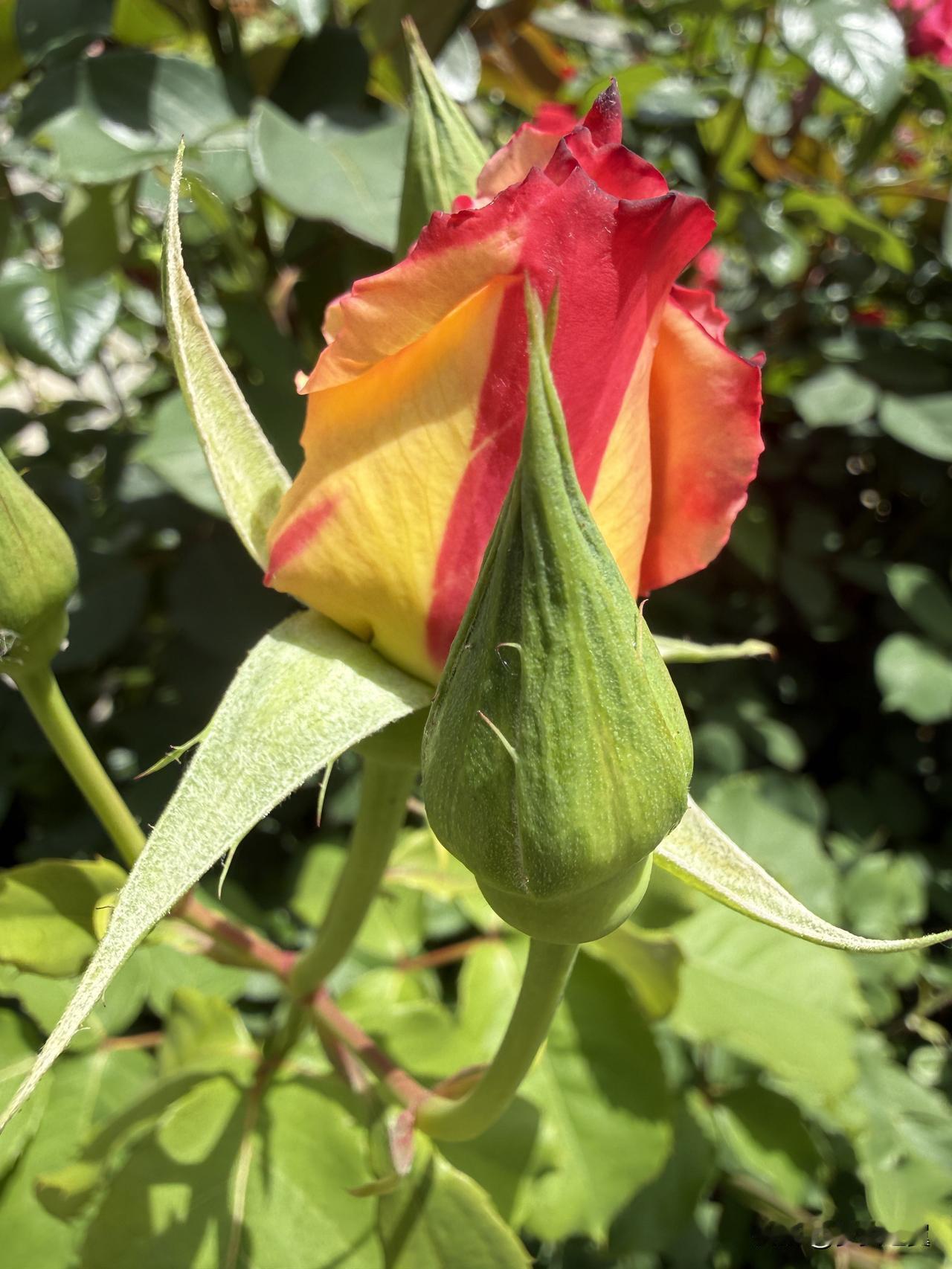 【小对联】
上：爱将；
下：……？