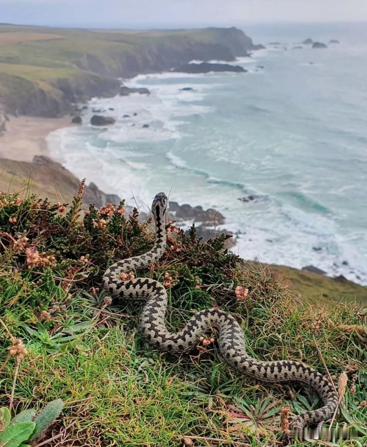 哈哈，喜欢看海的不止有人，还有它！这可不是AI，这是货真价实的北极蟒！