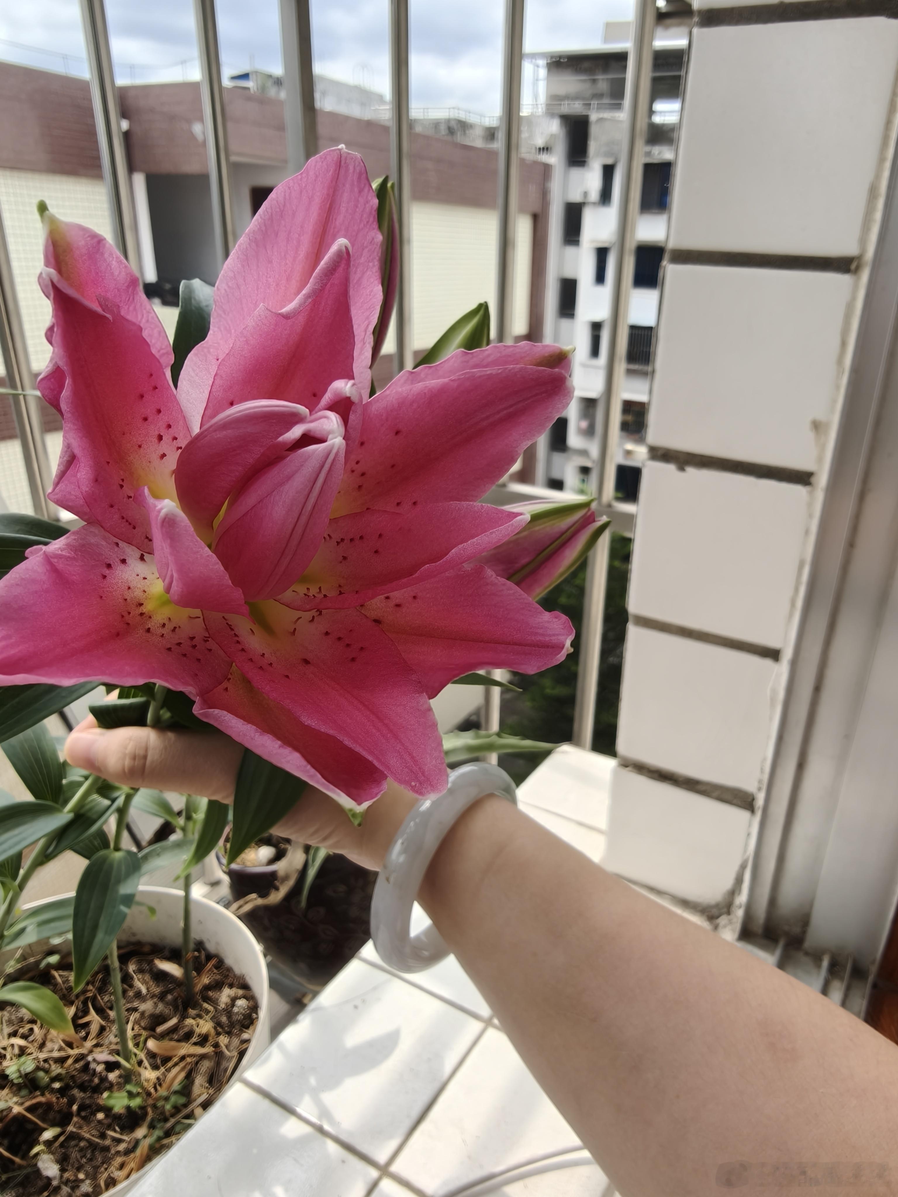 今天很开心，谢谢大儿子给我的惊喜买了一束鲜花～小儿子考了98分也是难得；谢谢微博