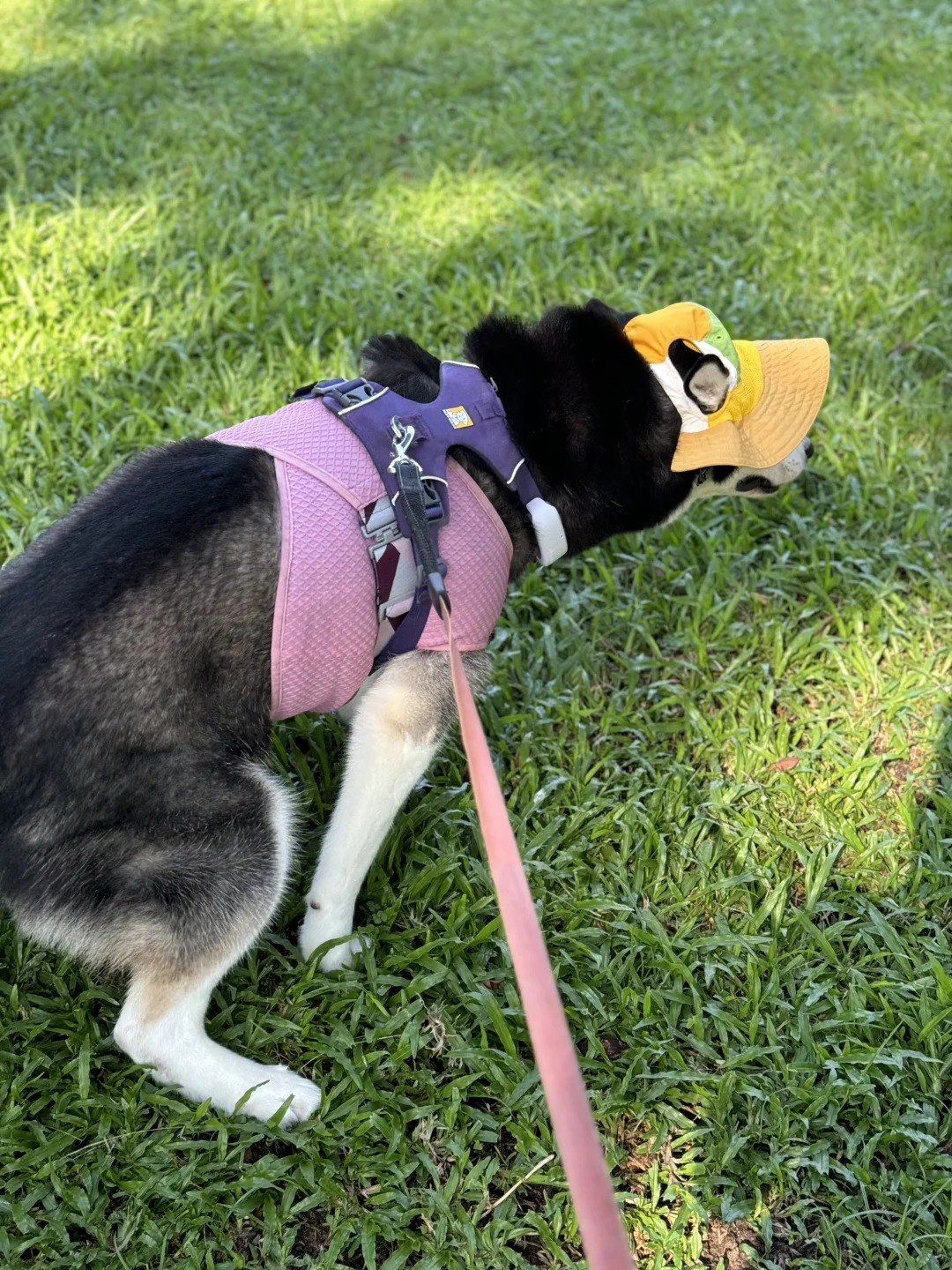 🇸🇬小狗的夏日装备OOTD