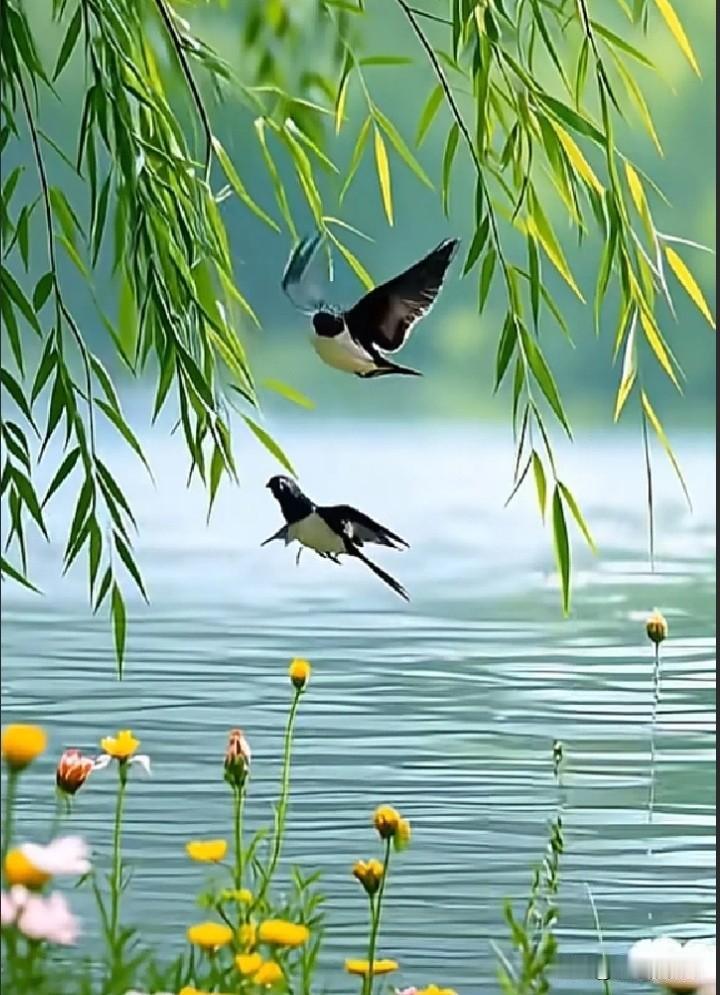 《夏花绽》

文/范圣嘉
 
夏花漫绽雨丝柔，
曲径假山庭院幽。
垂柳扶风凝翠色