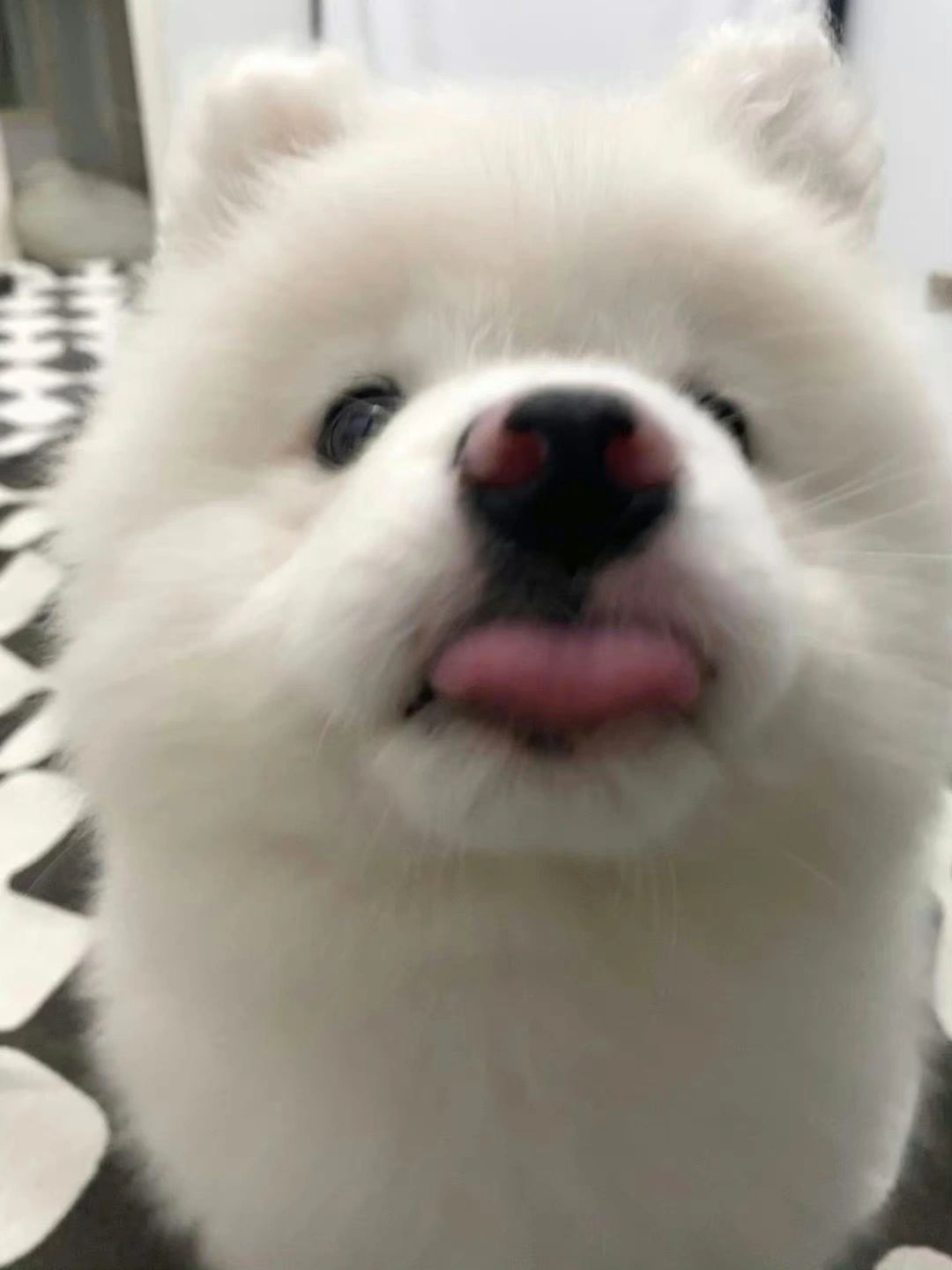 微笑天使耶耶🐾 